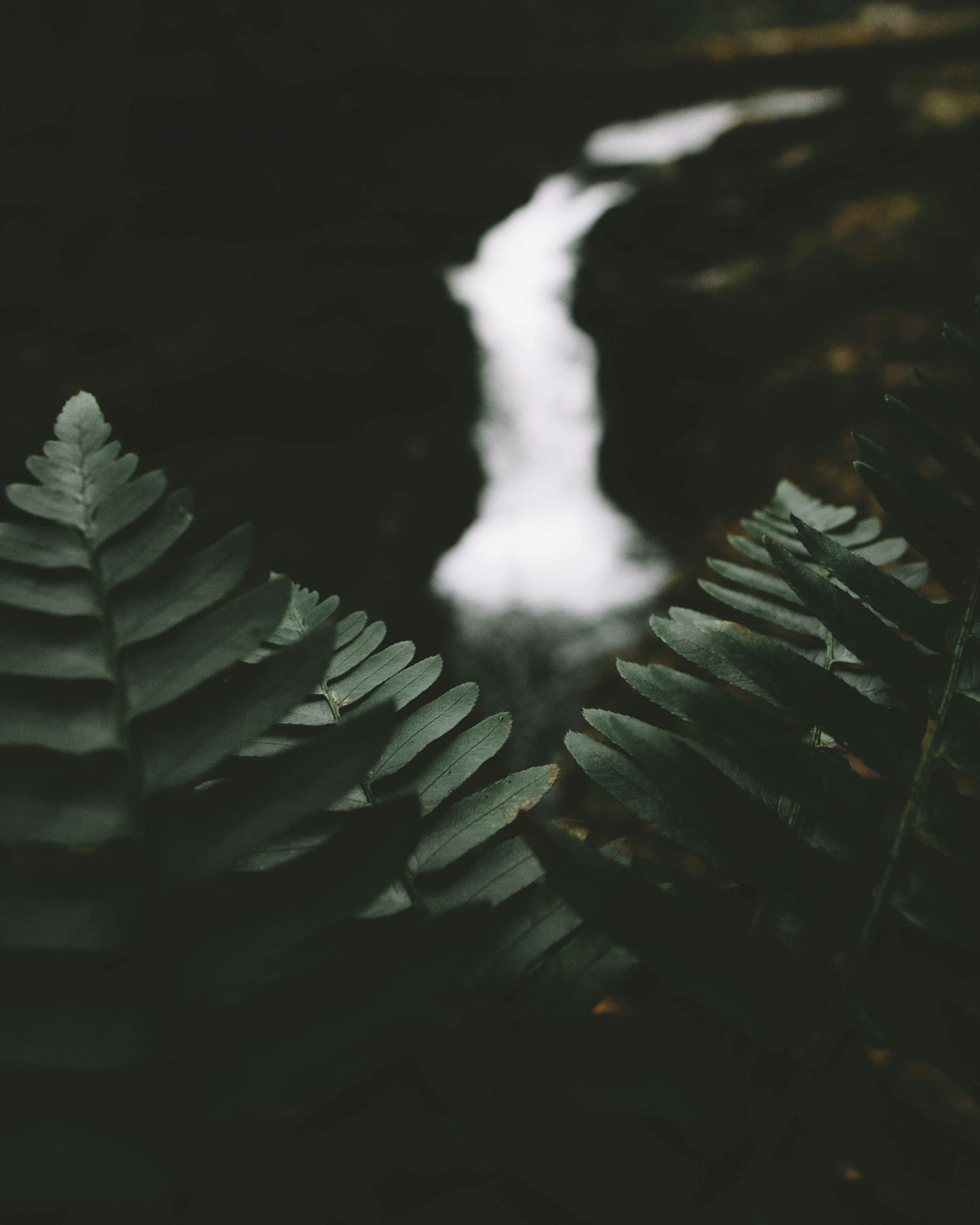 Fern Framed Mountain Stream