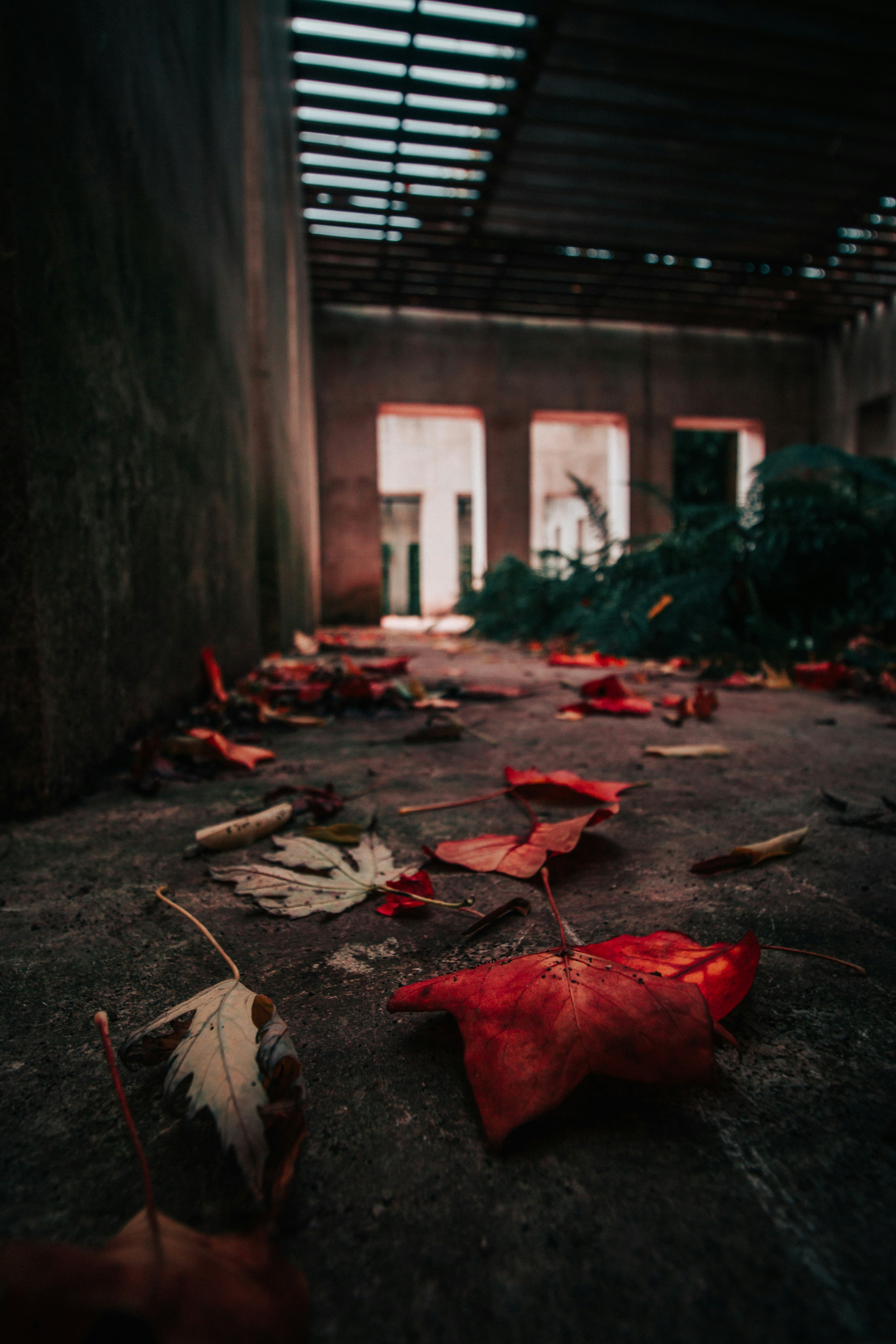 Fallen Leaves in Abandoned Building
