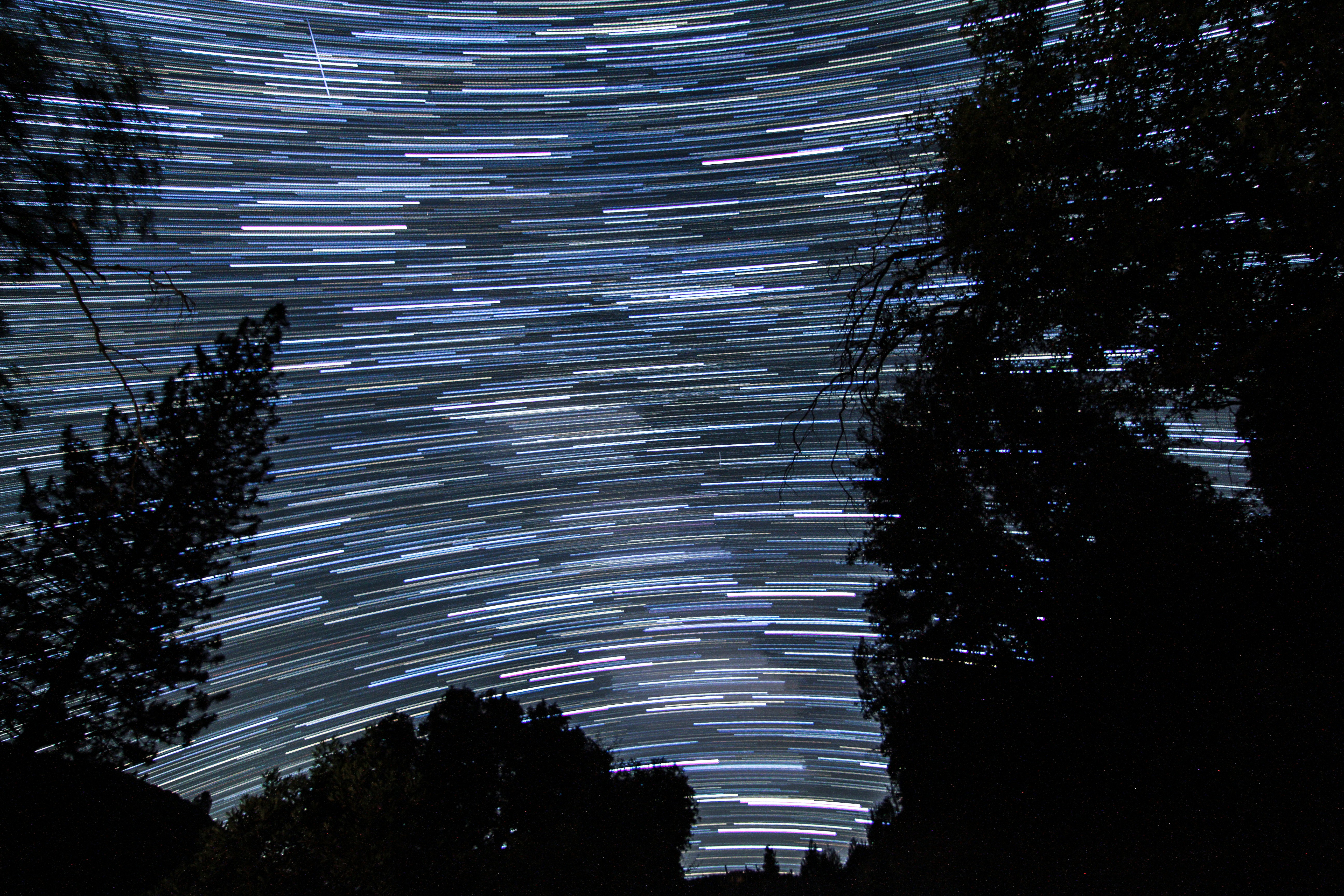 Star Trails Over Forest Night Sky