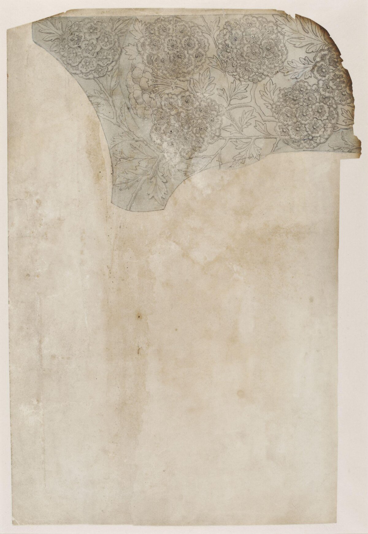 Antique Floral Sketch on Old Paper