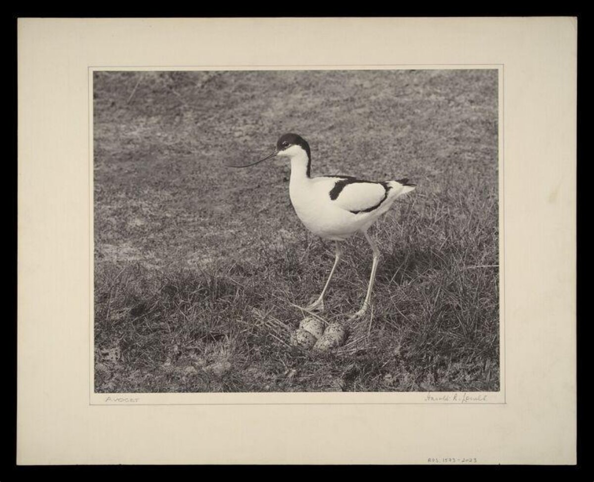 Avocet Guarding Nest With Eggs