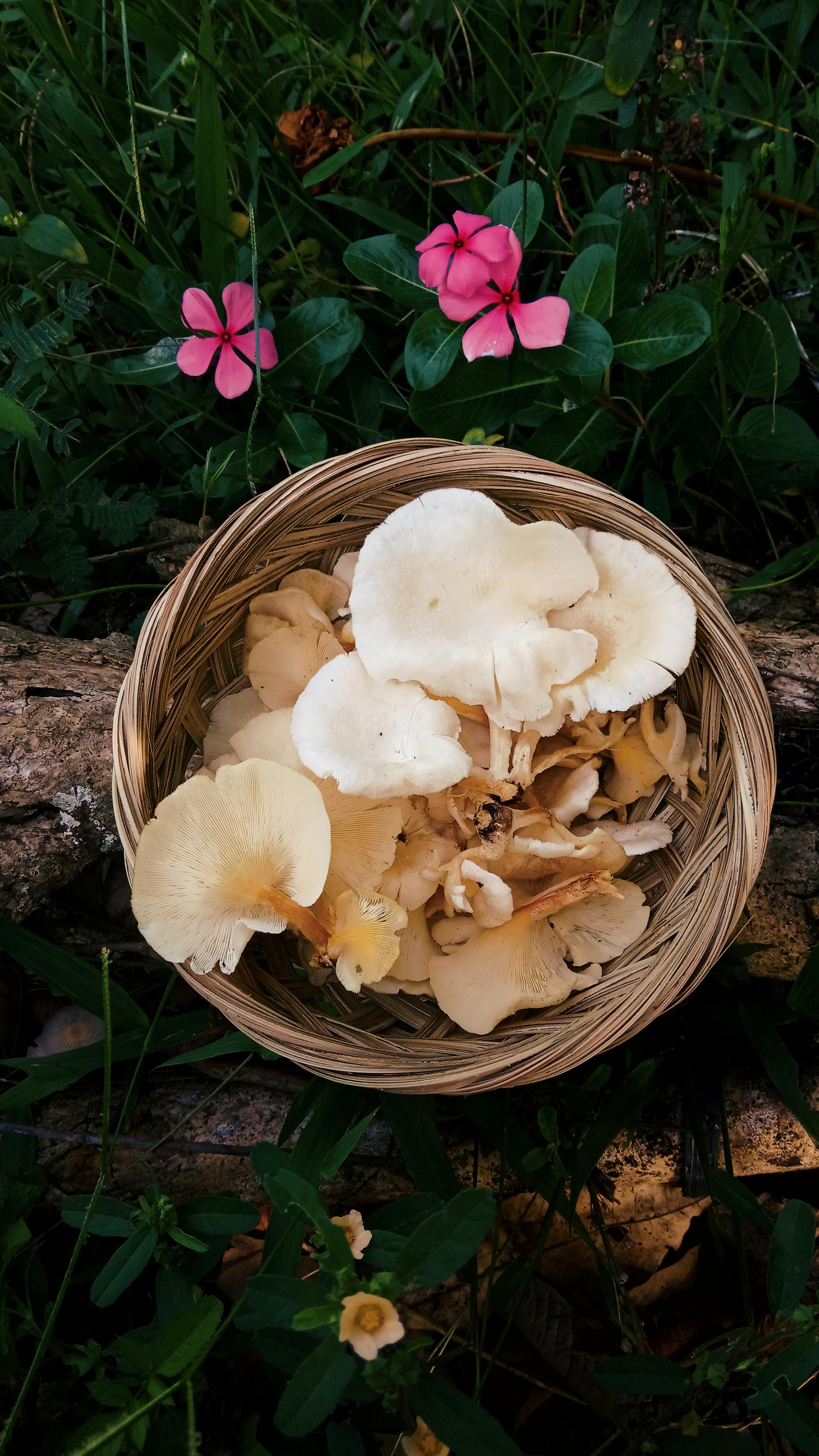 Foraged Wild Mushrooms in Wicker Basket