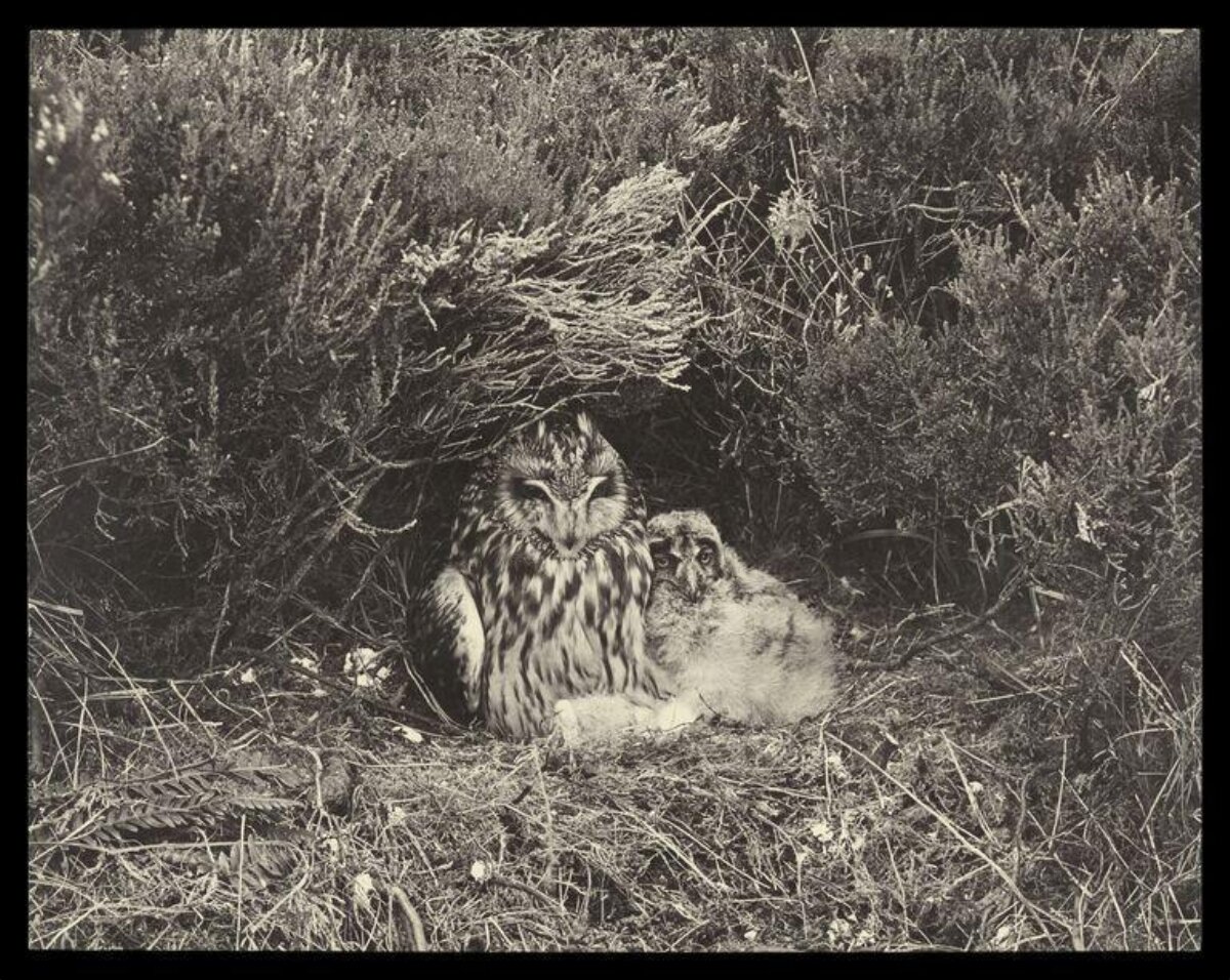 Adult Owl and Chick at Nest