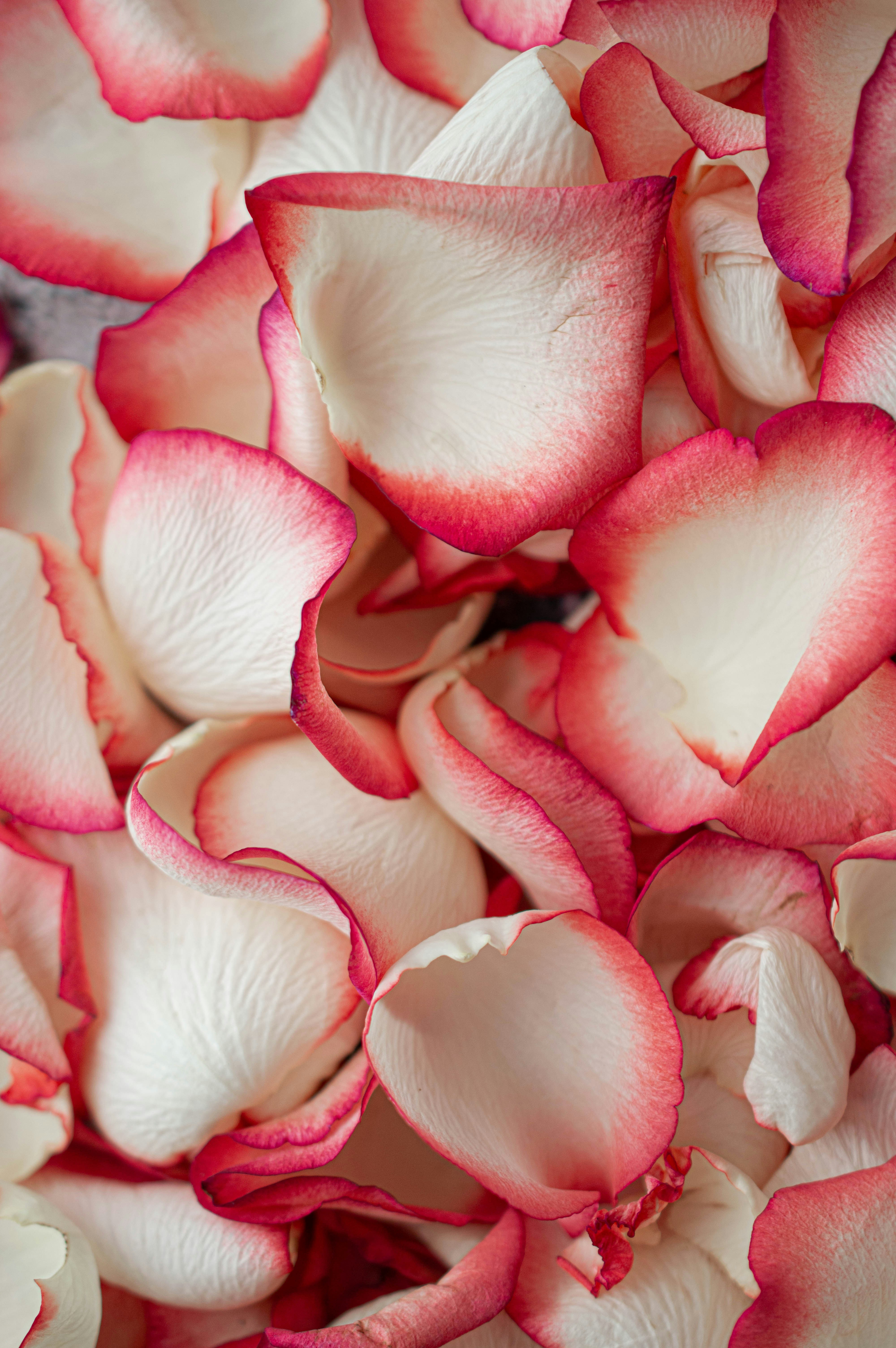 Bi-colored Rose Petals