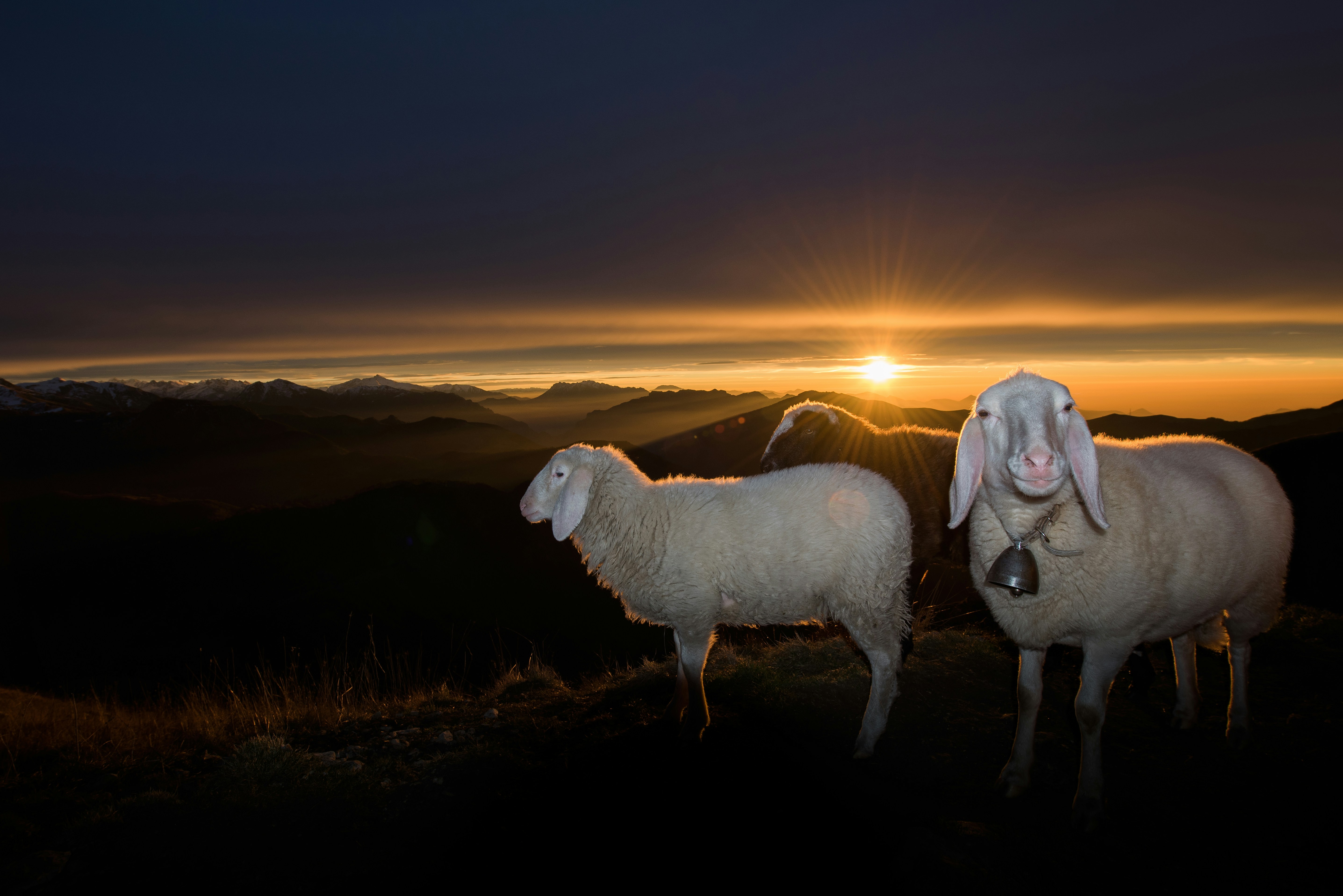 Sheep on Mountain Peak at Sunrise