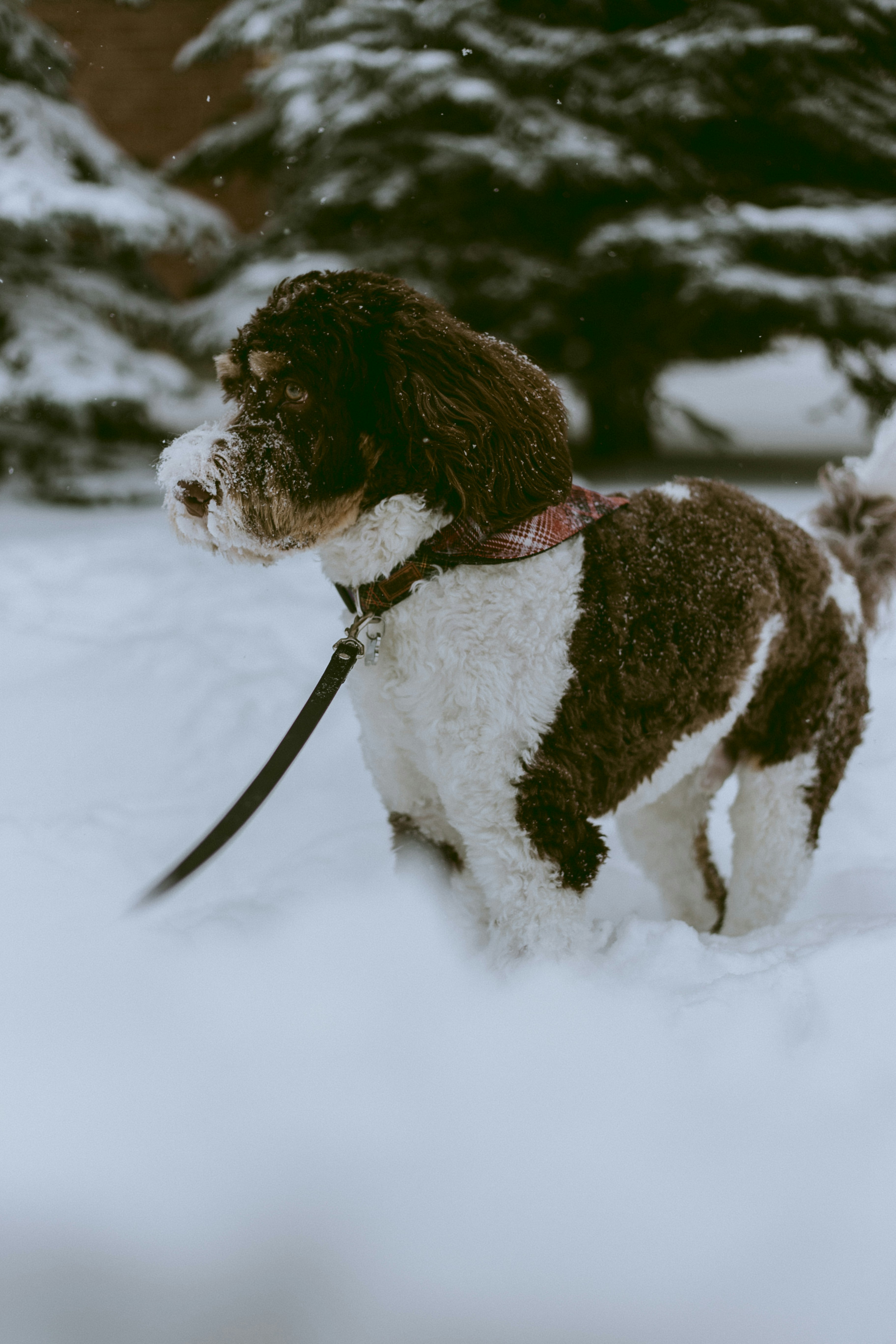 Brown and White Dog in Snow