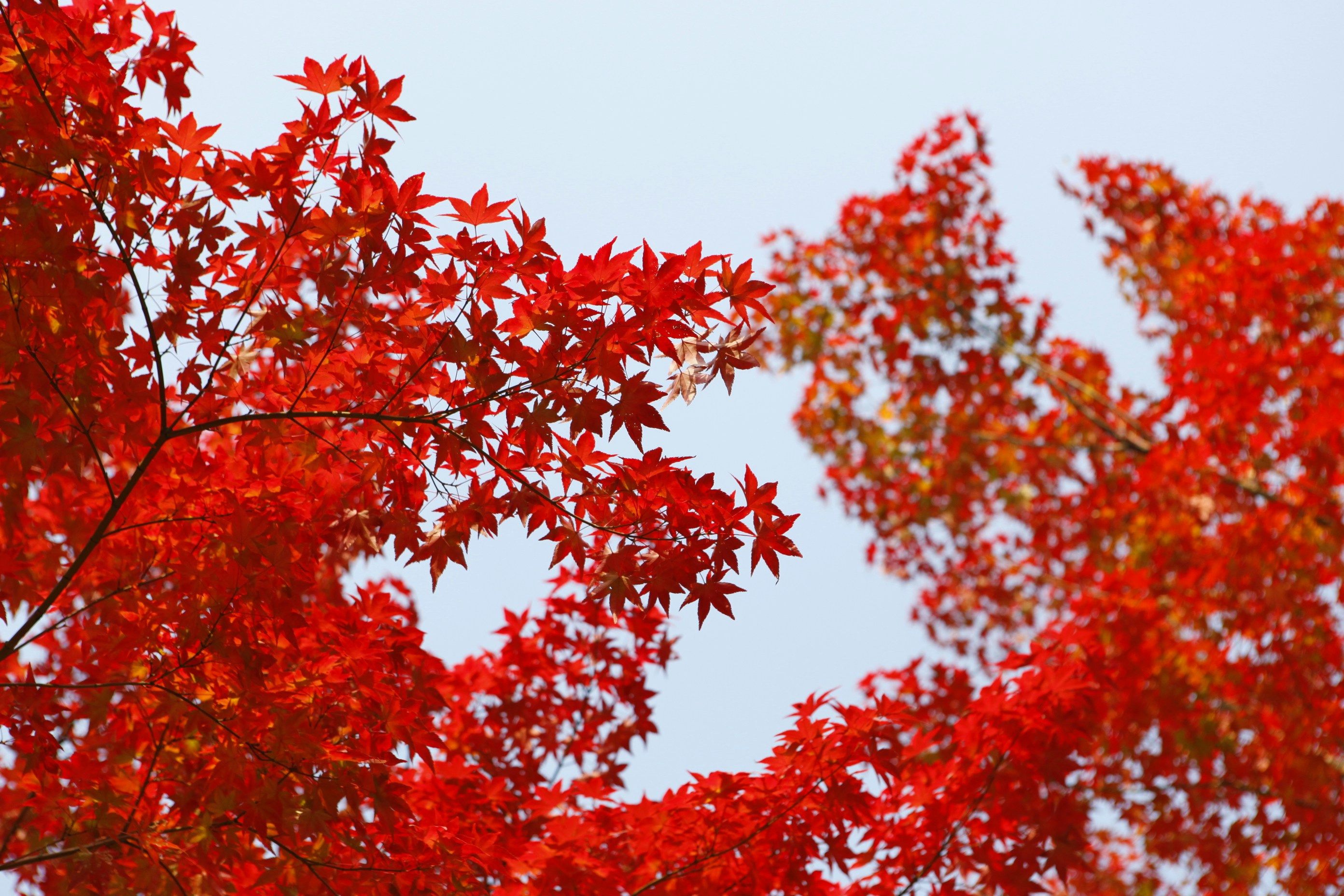Red Maple Leaves Against Blue Sky