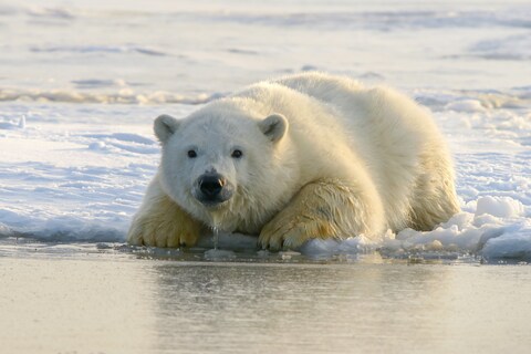 Polar Bear Resting on Arctic Ice