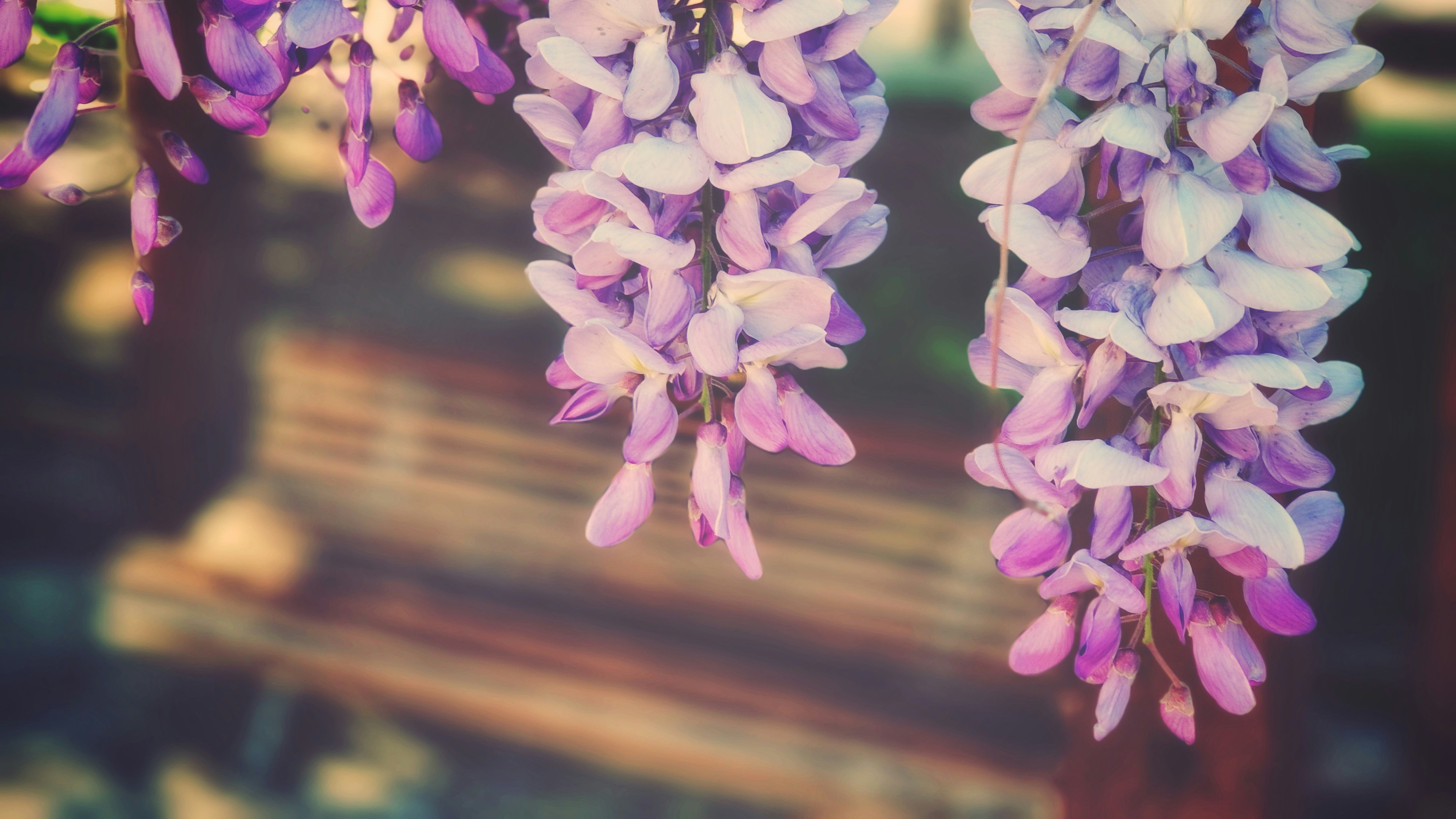 Hanging Wisteria Flowers