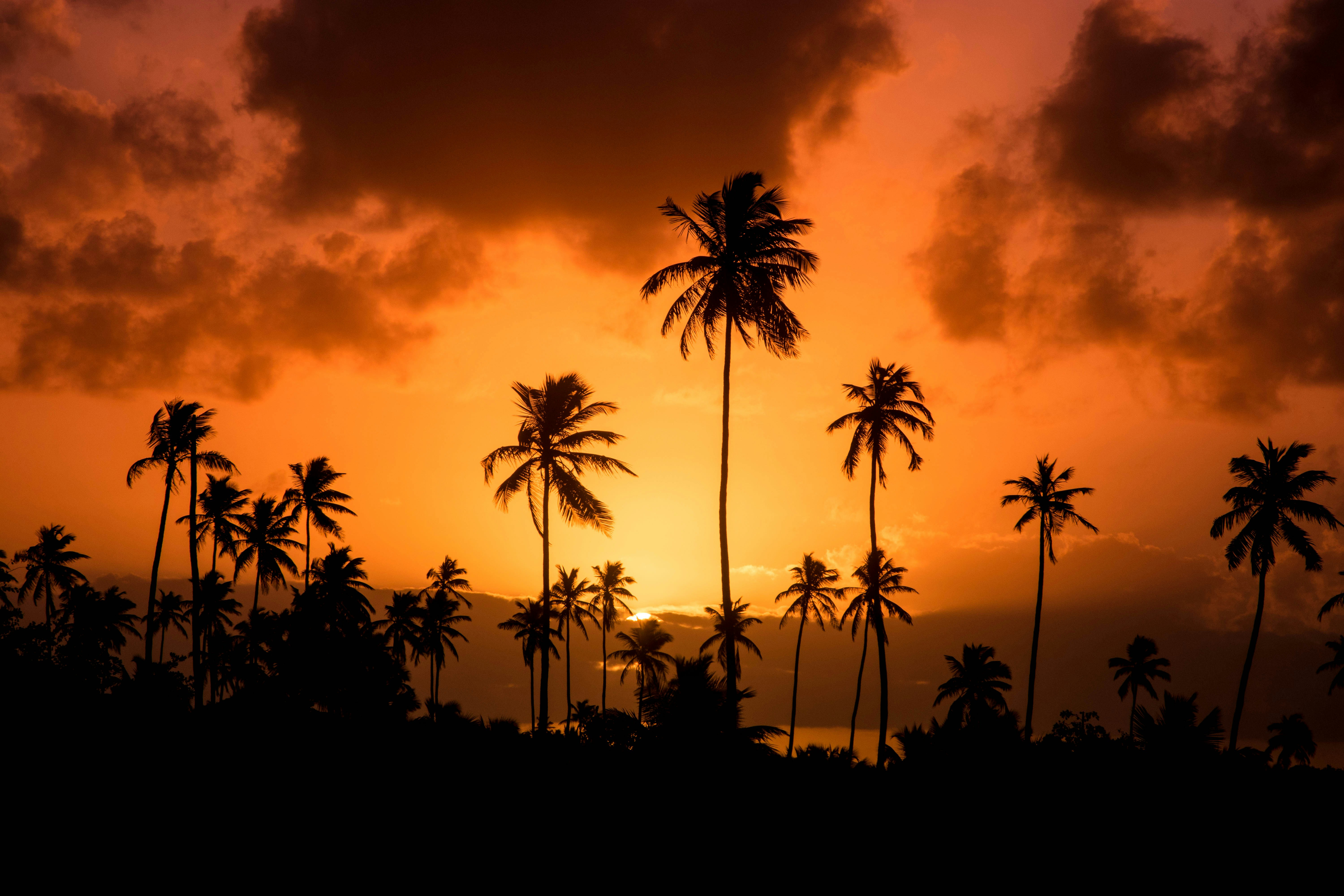 Coconut Palms at Sunset