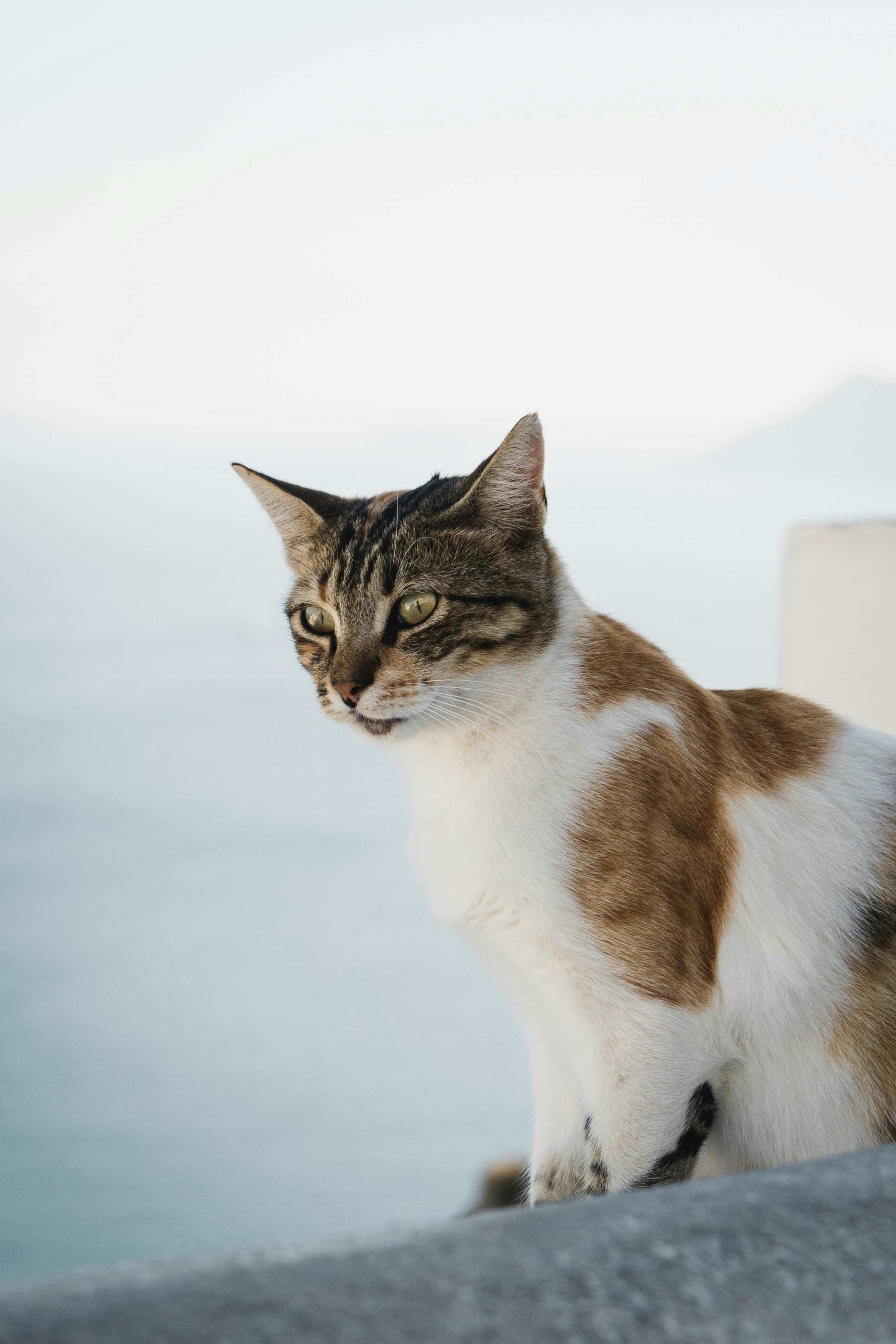 Tri-colored Cat Overlooking Water