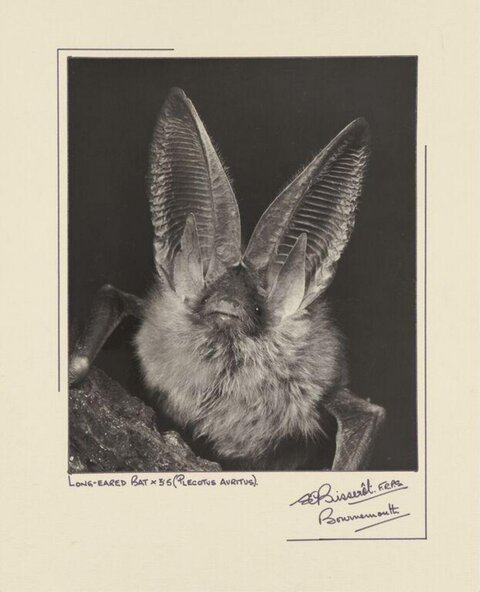 Vintage Photo of Long-eared Bat