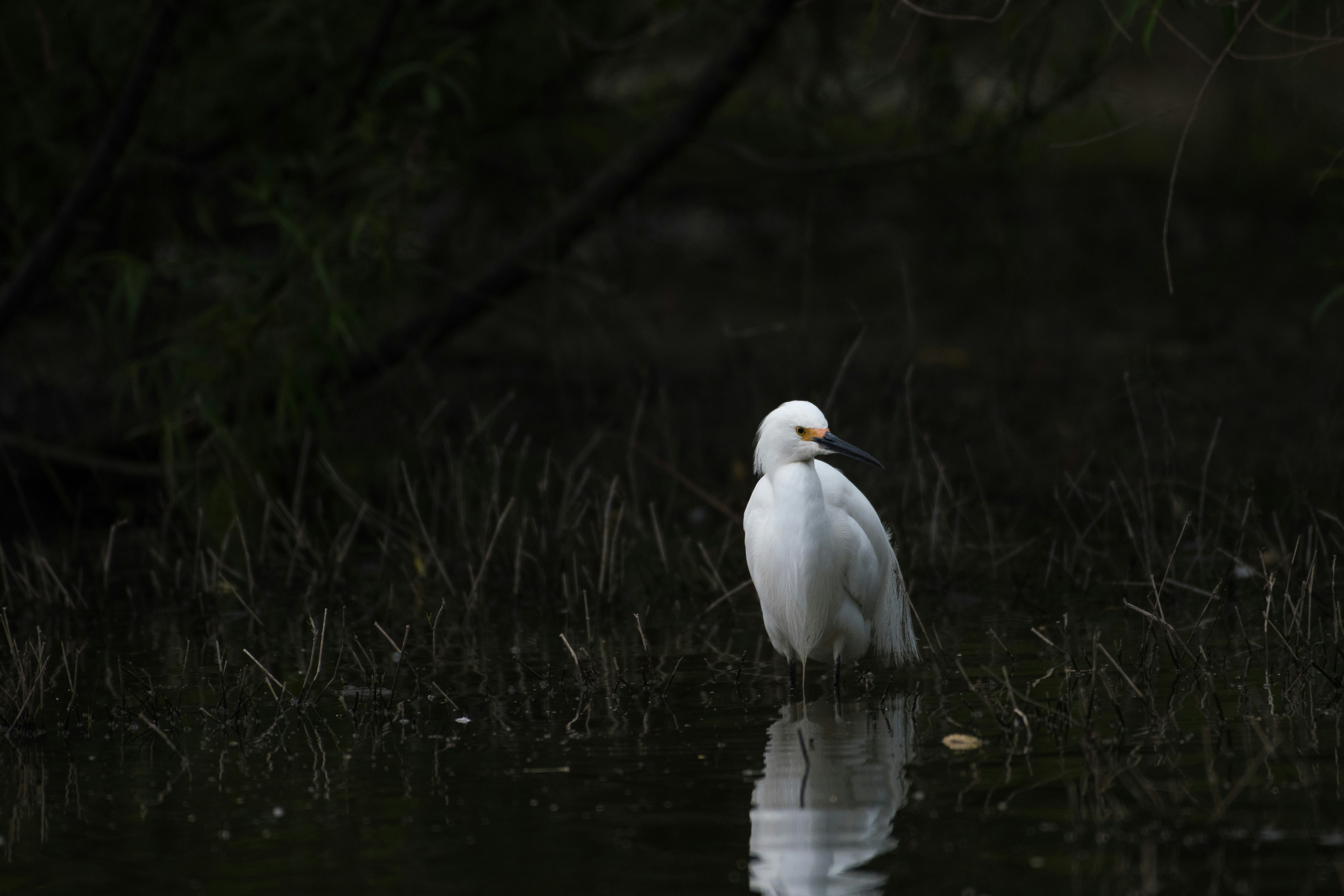 White Egret Standing in Shallow Water
