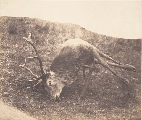 Dead Stag On Grassy Hillside