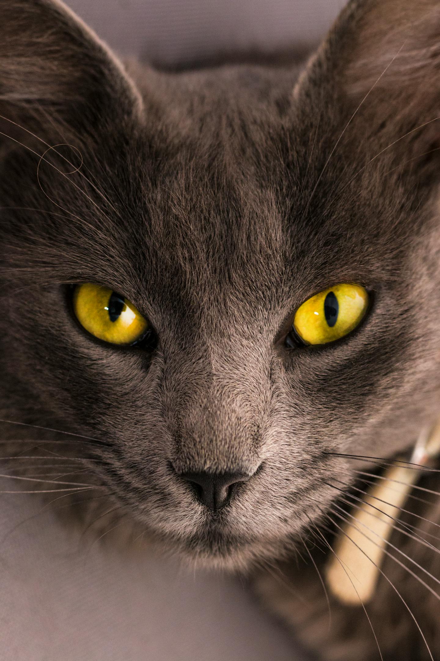 Close-Up of Gray Cat With Yellow Eyes