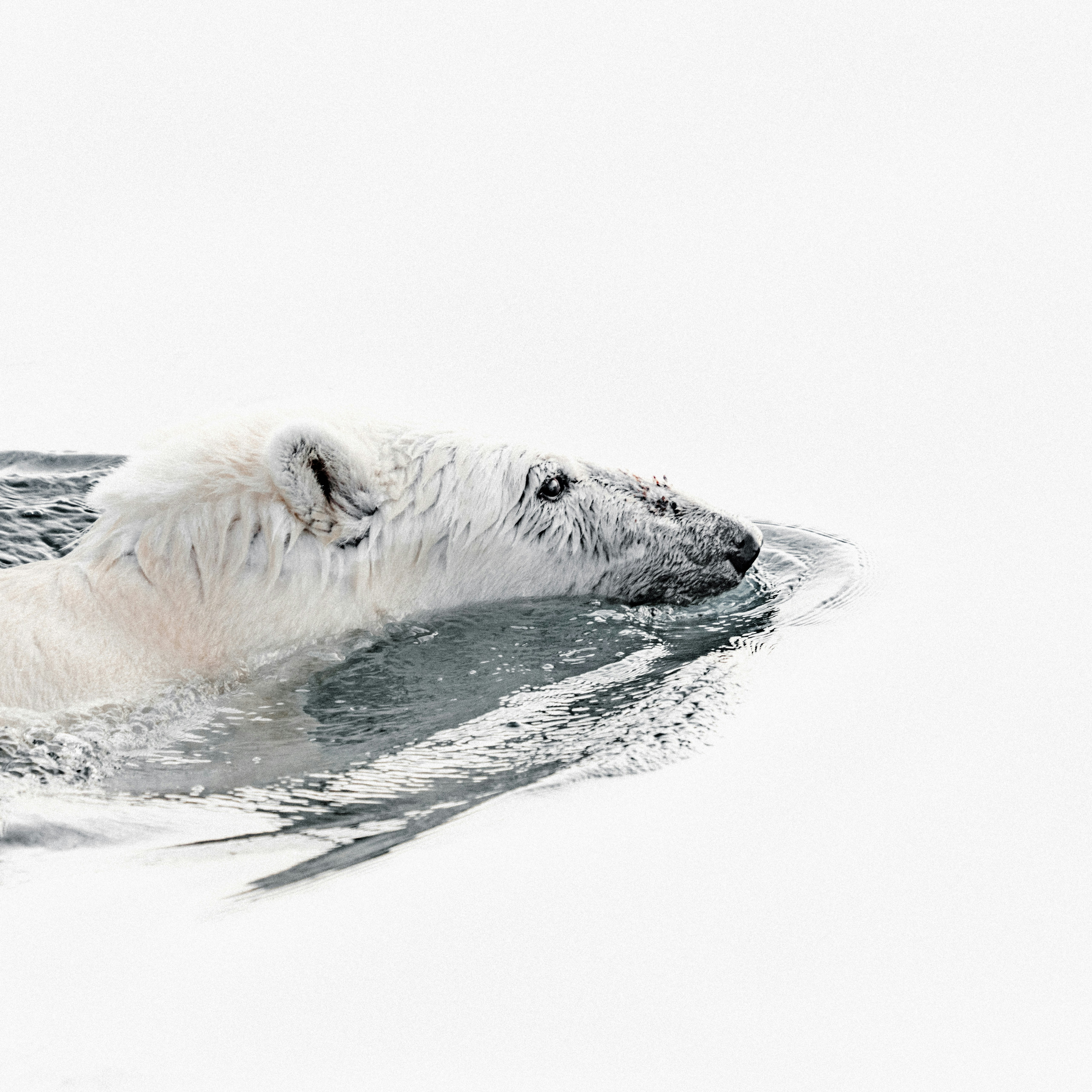 Polar Bear Swimming in Icy Water