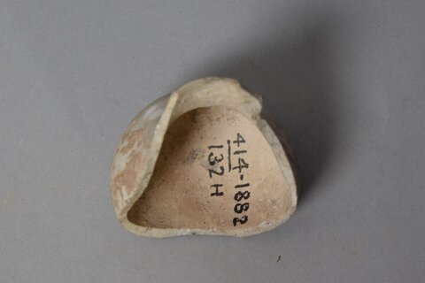 Tagged Archaeological Shell Specimen