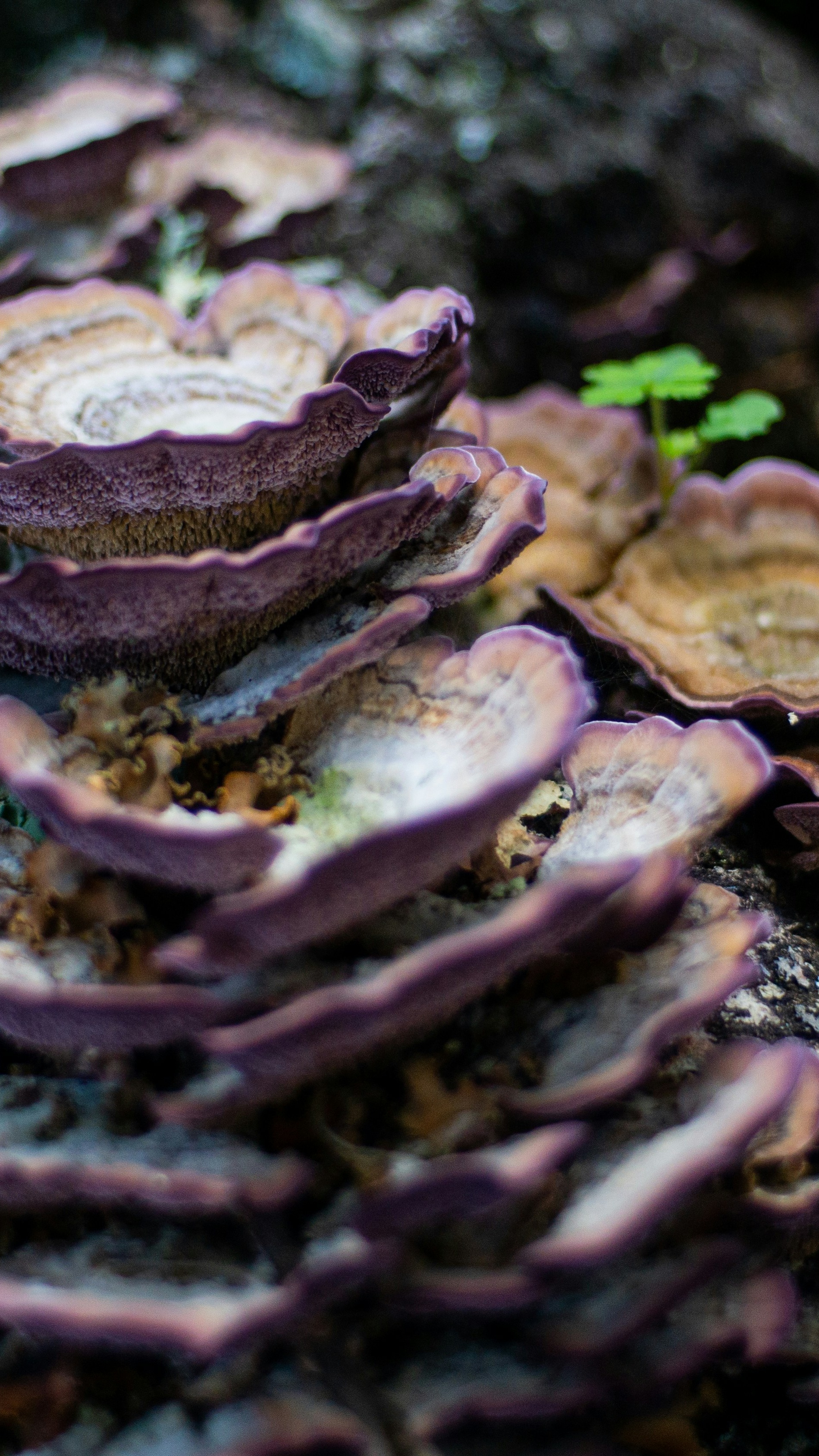 Purple-edged Bracket Fungi on Bark