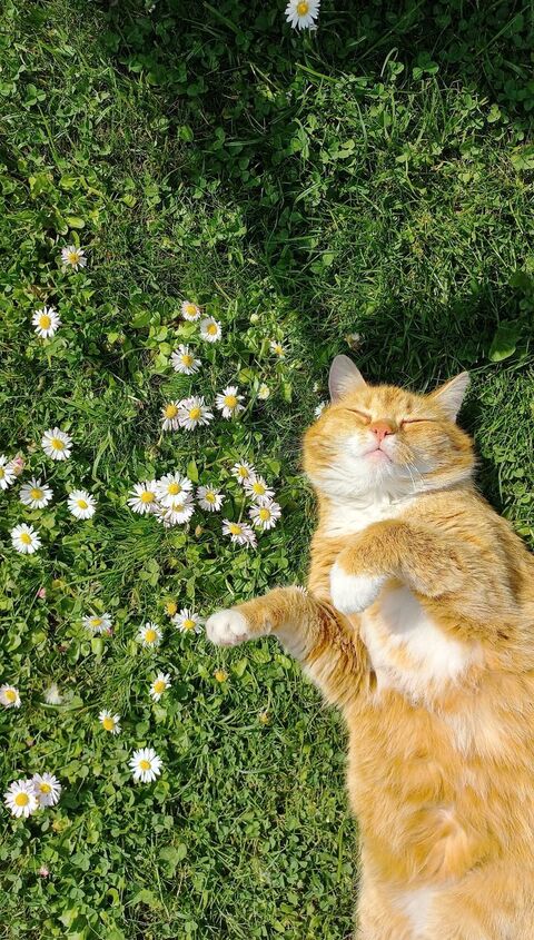 Ginger Cat Napping Among Grass And Daisies
