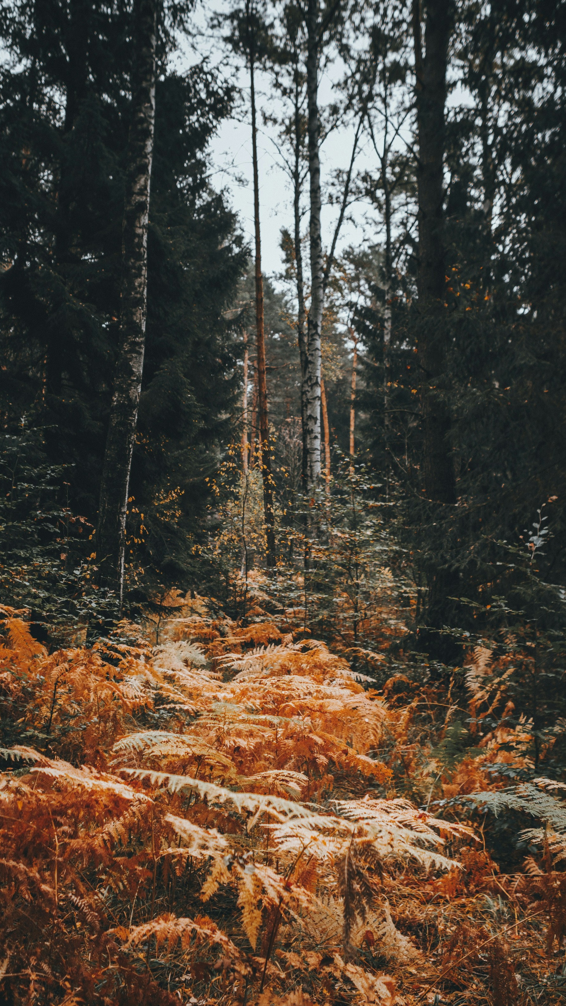 Wallpapers