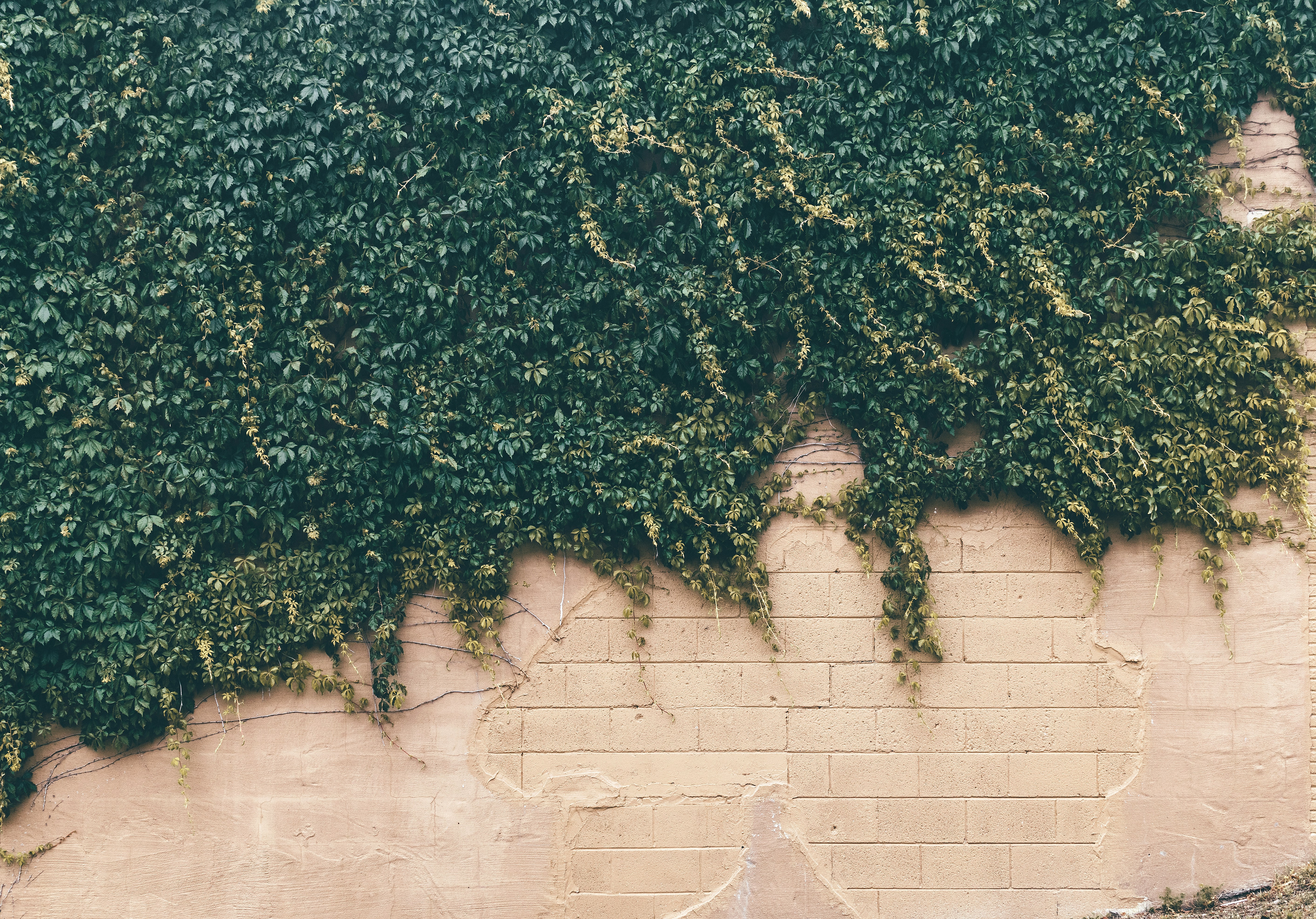 Ivy Covered Brick Wall
