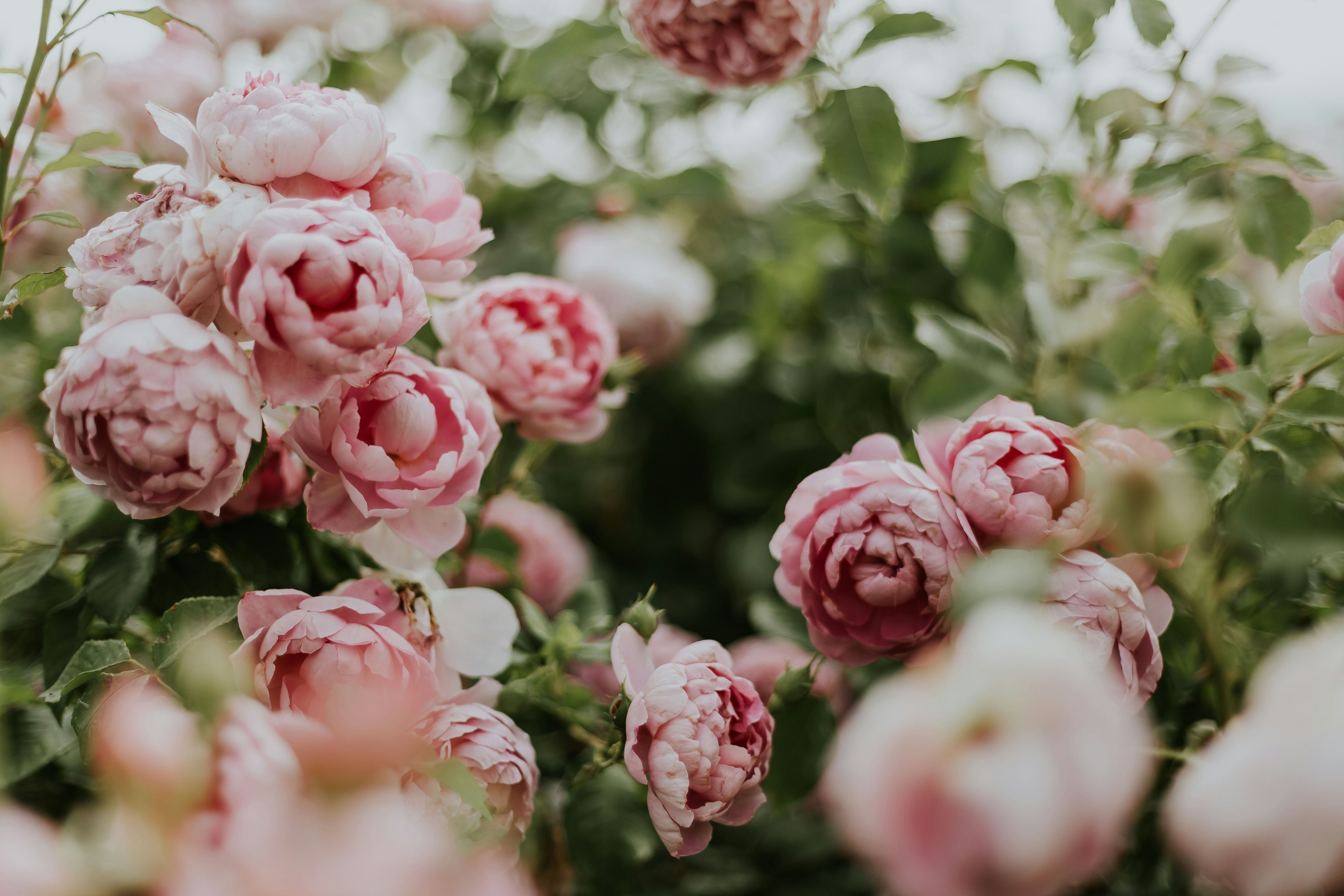 Pink Garden Rose Clusters