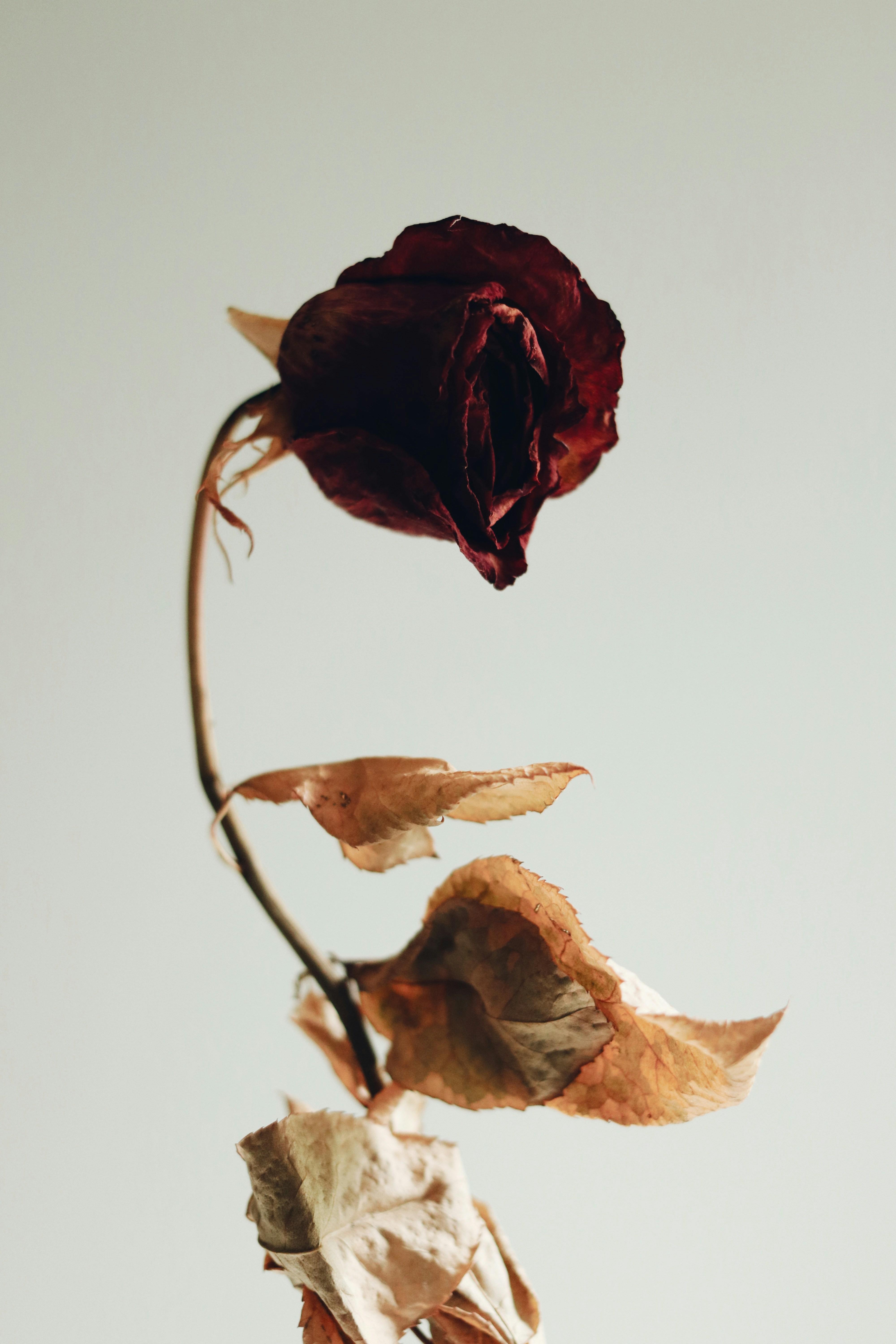 Single Dried Red Rose