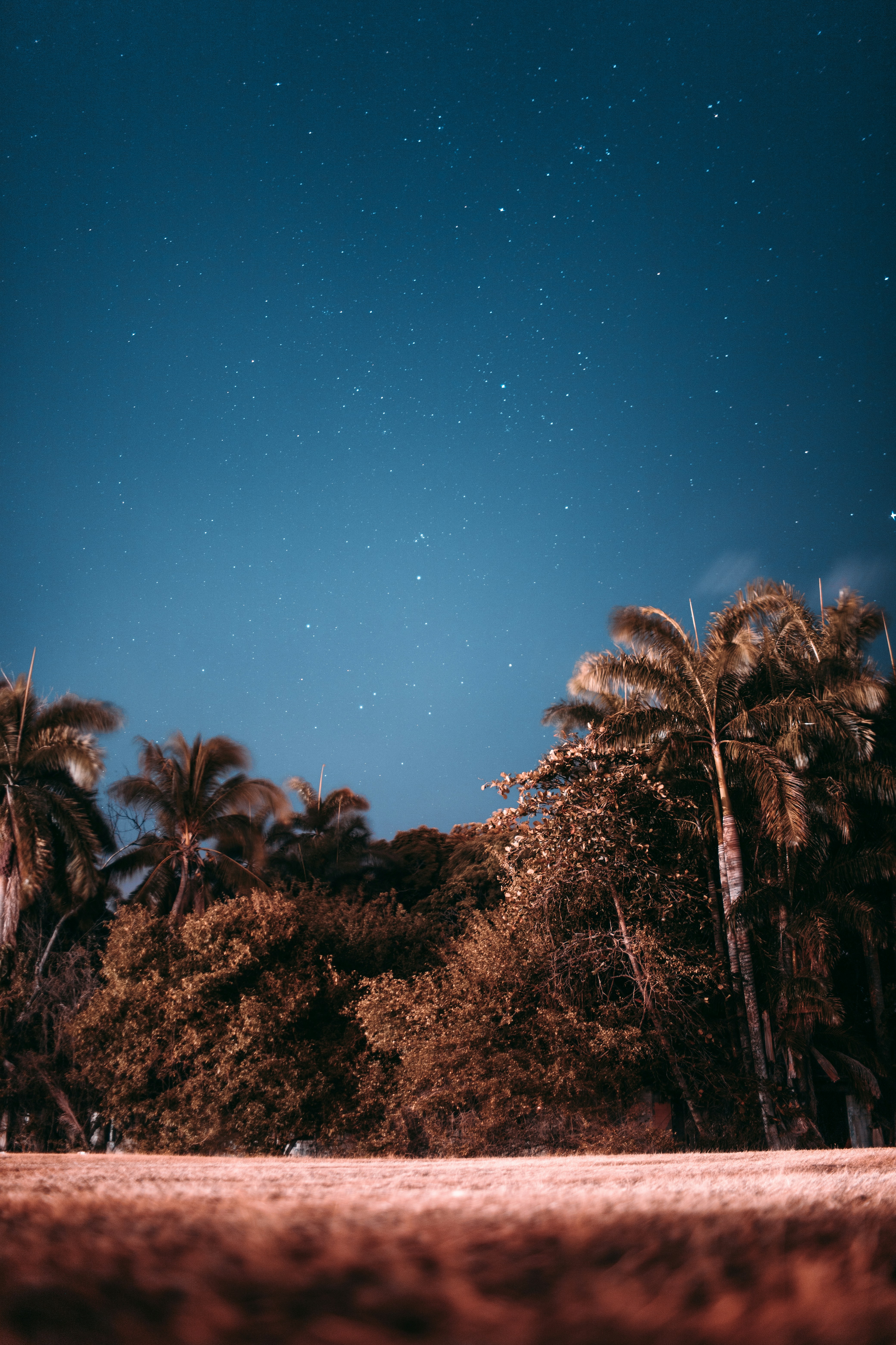 Starry Night Over Palm Grove