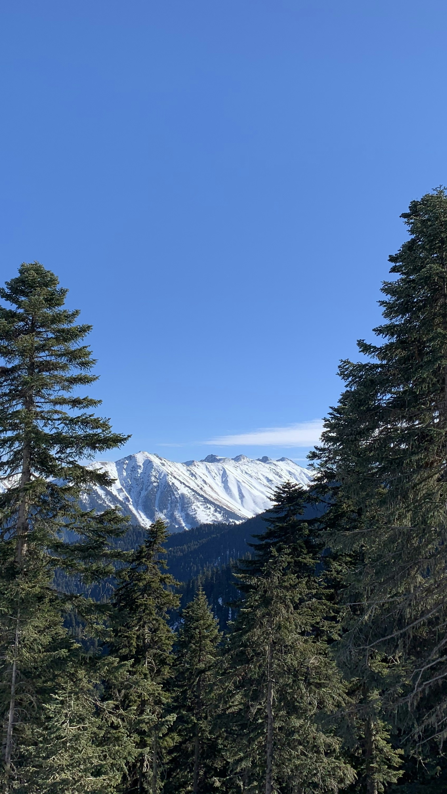 Snow-Capped Mountain Forest View