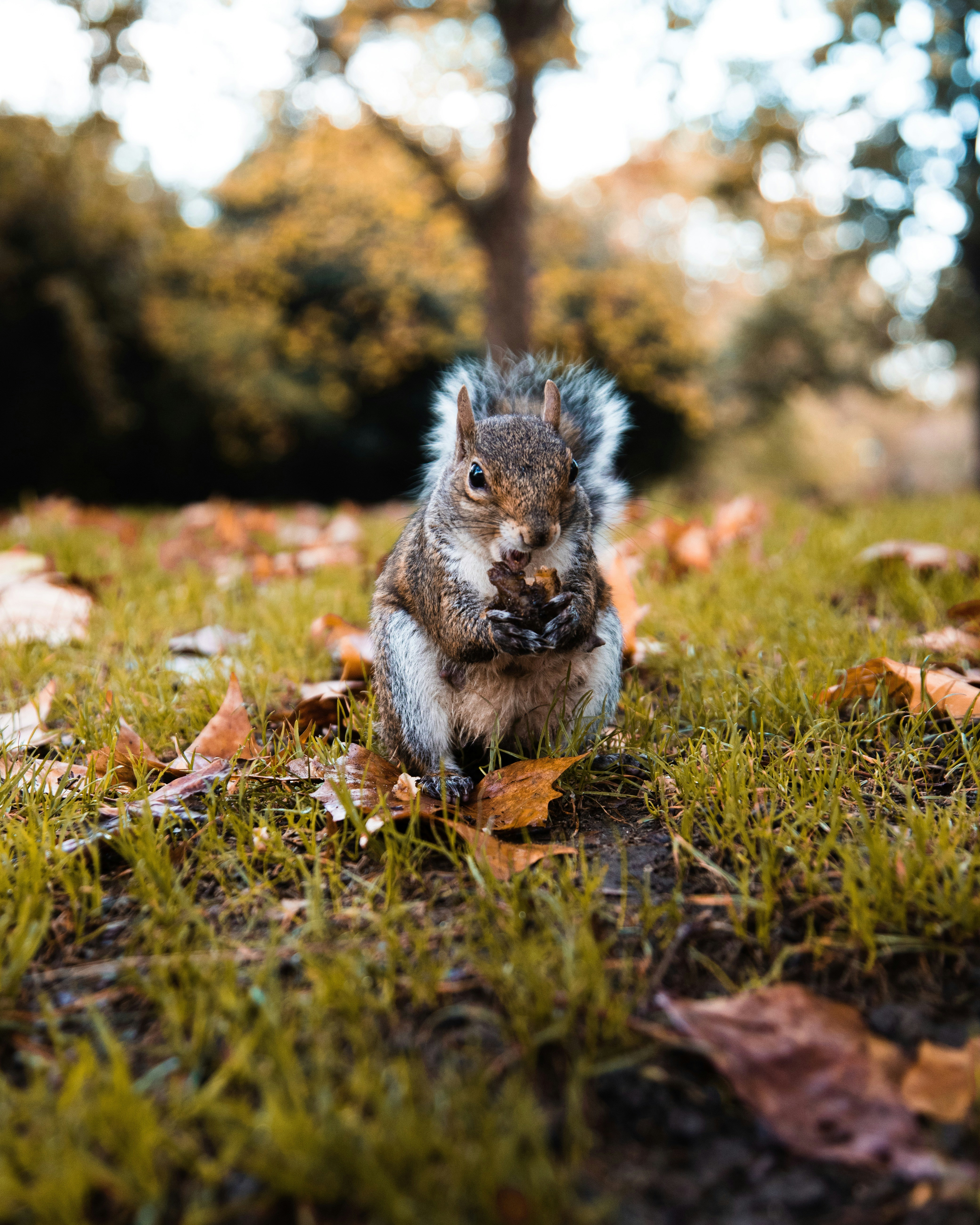 Squirrel Eating on Autumn Grass