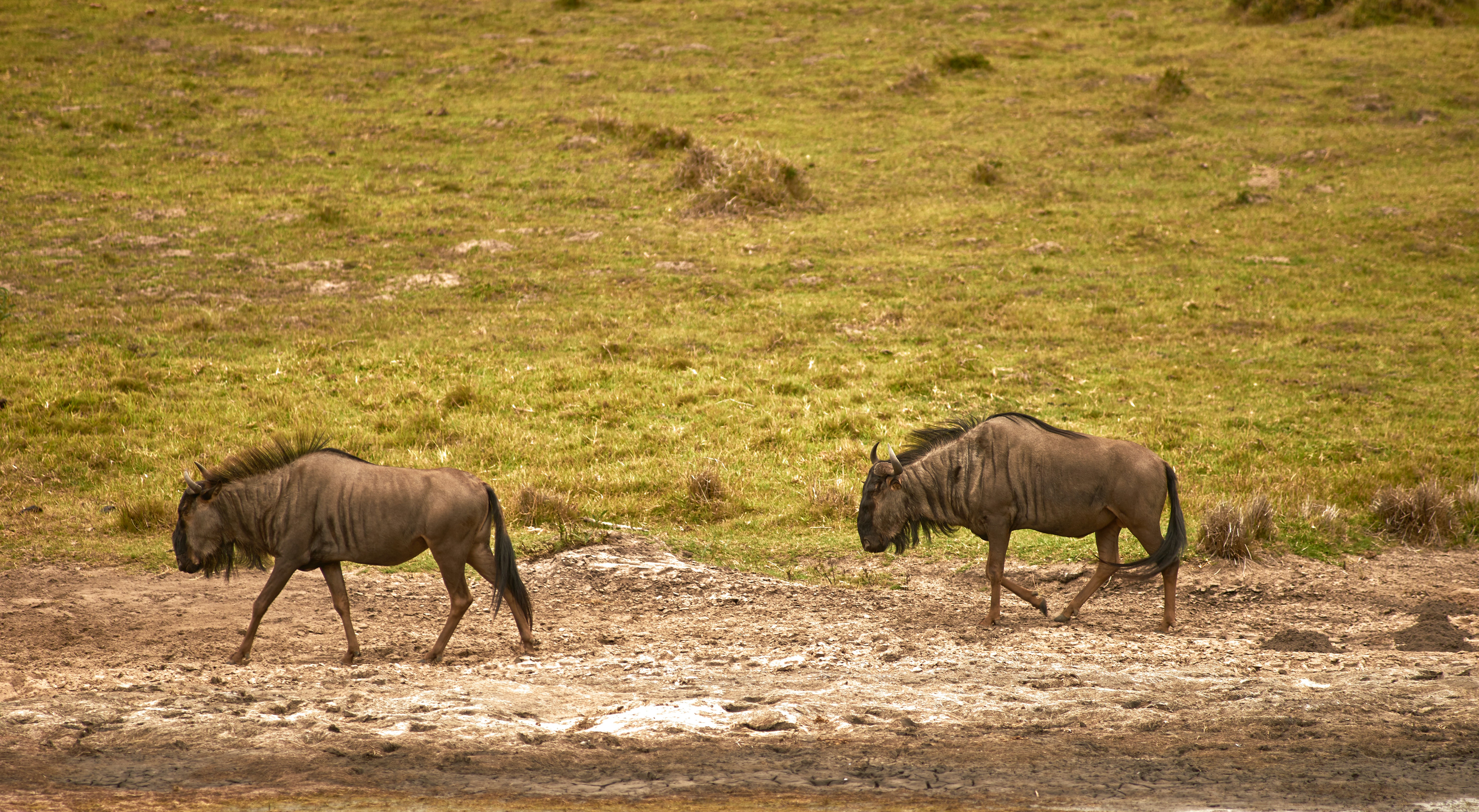 Two Wildebeests Walking on Savanna