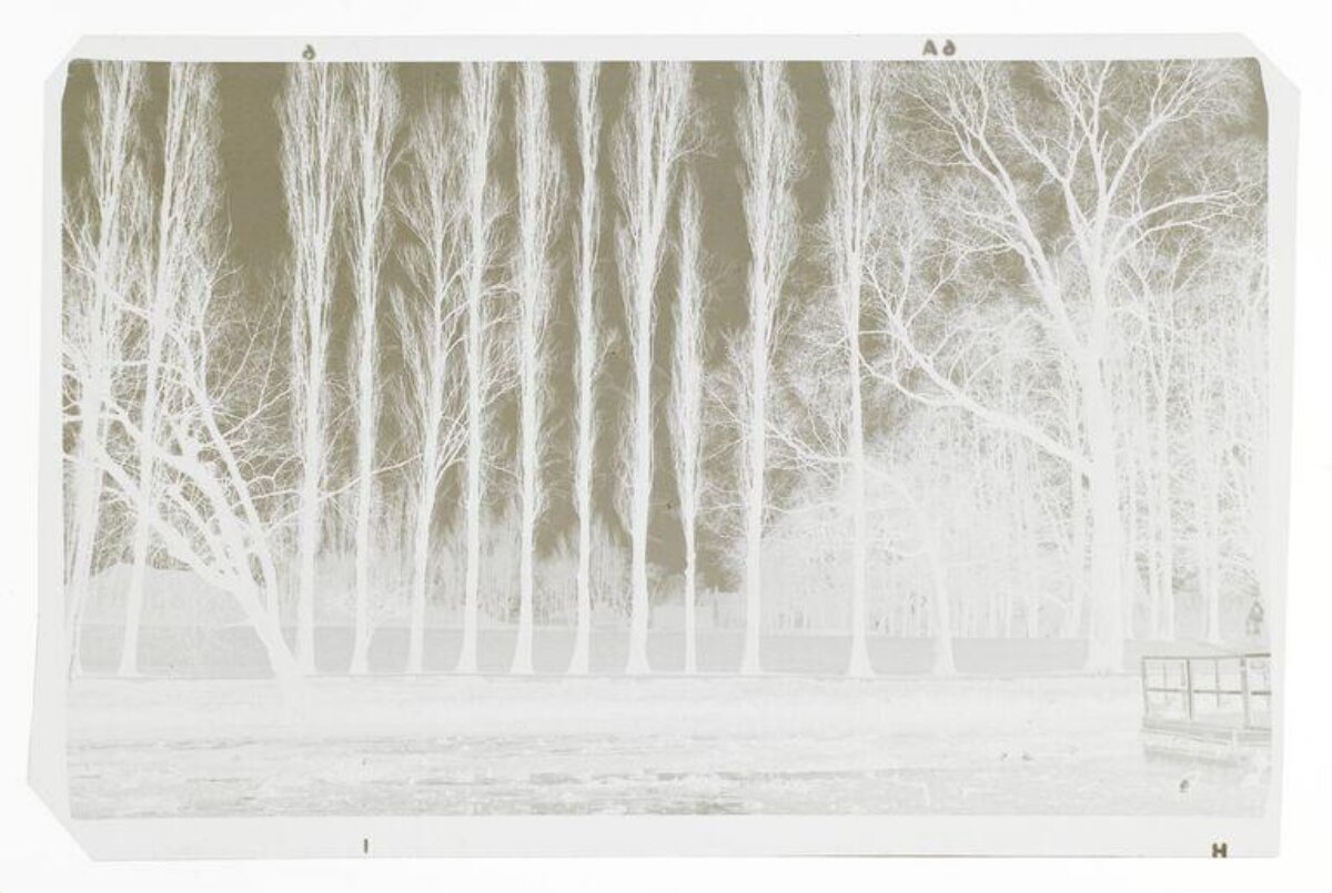 Row of Bare Trees Photo Negative