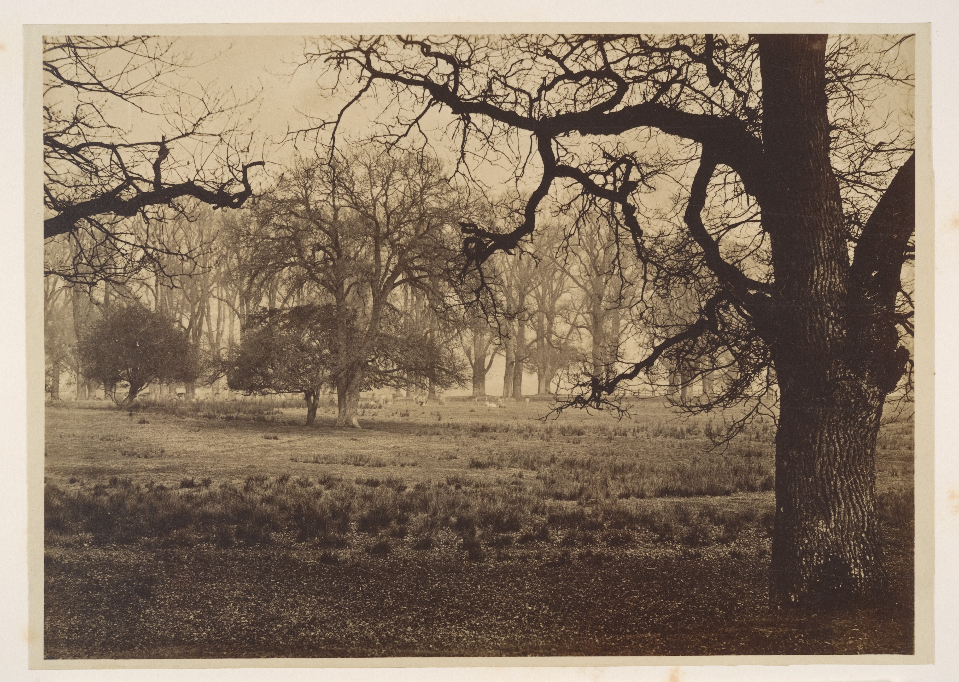 Vintage Park Woodland Landscape