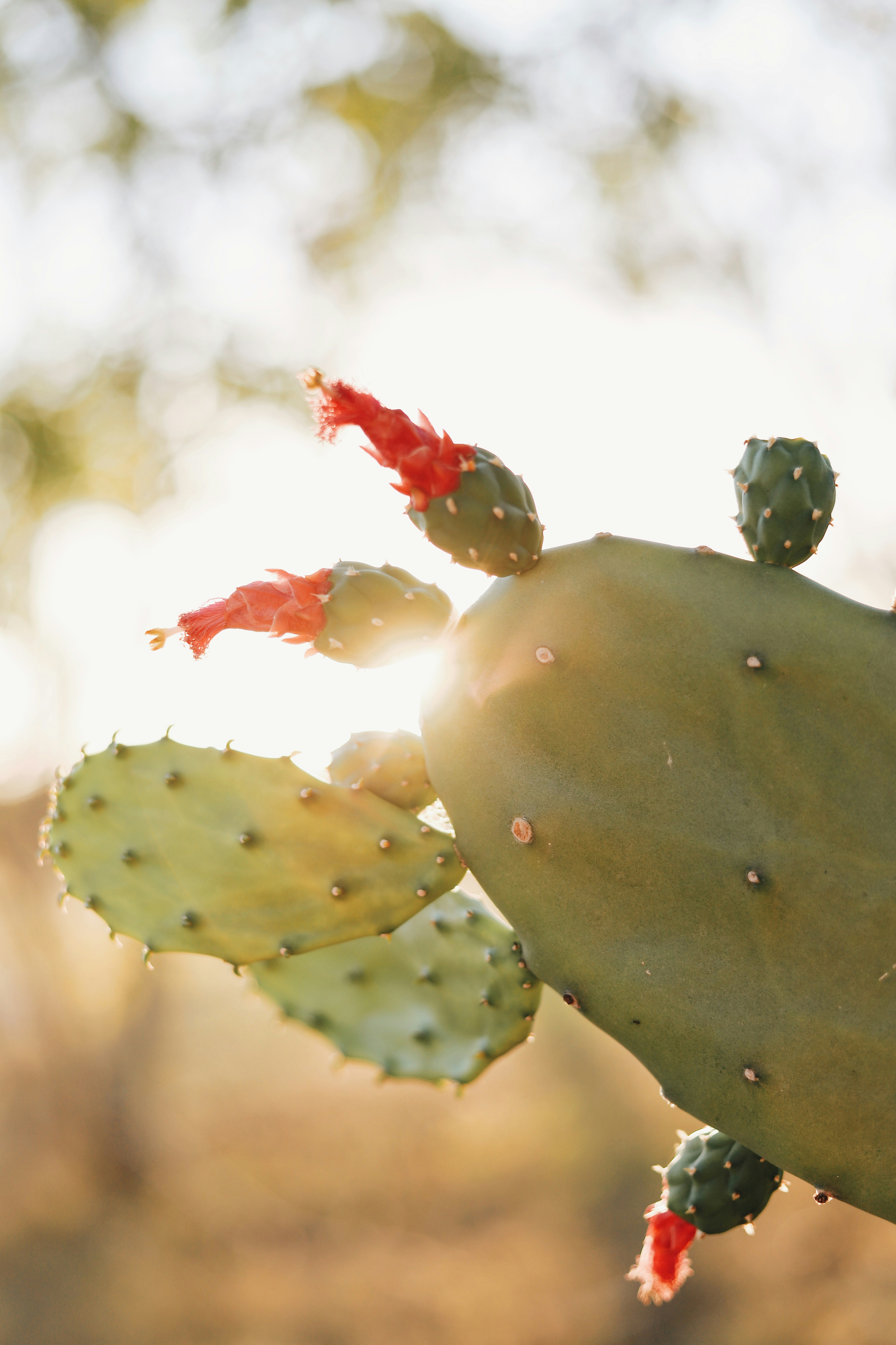 Prickly Pear Cactus with Fruits