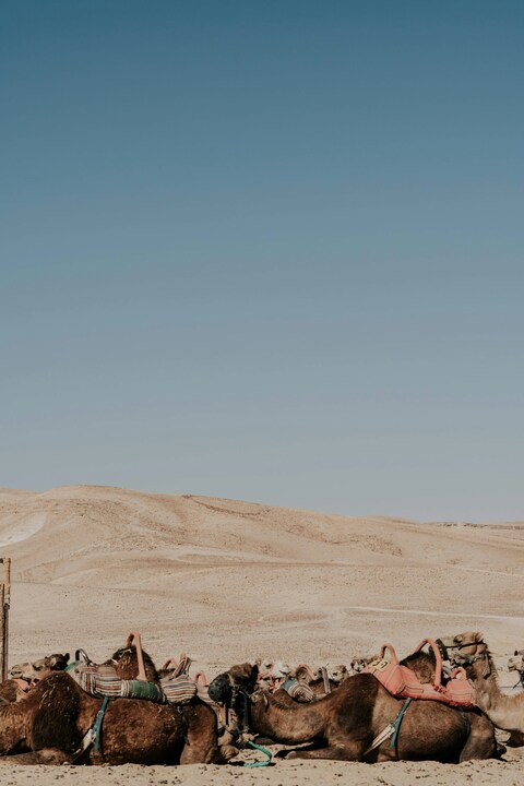 Resting Camels in Desert