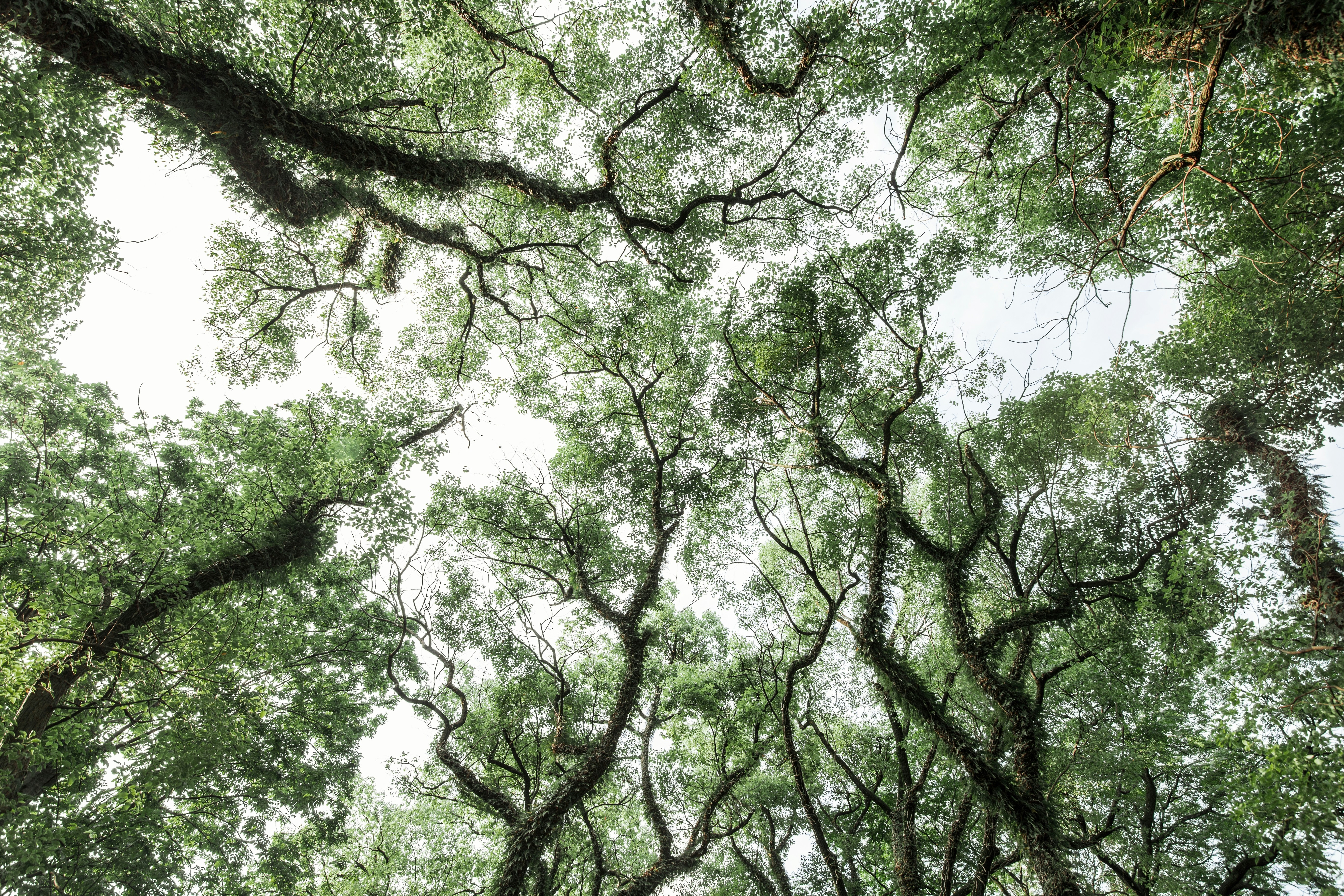 Looking Up at Forest Tree Canopy