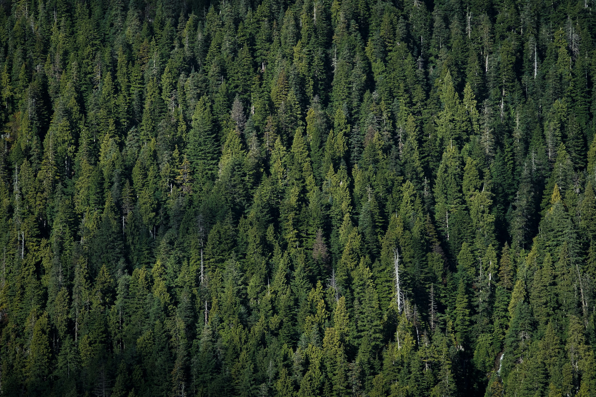 Dense Coniferous Forest