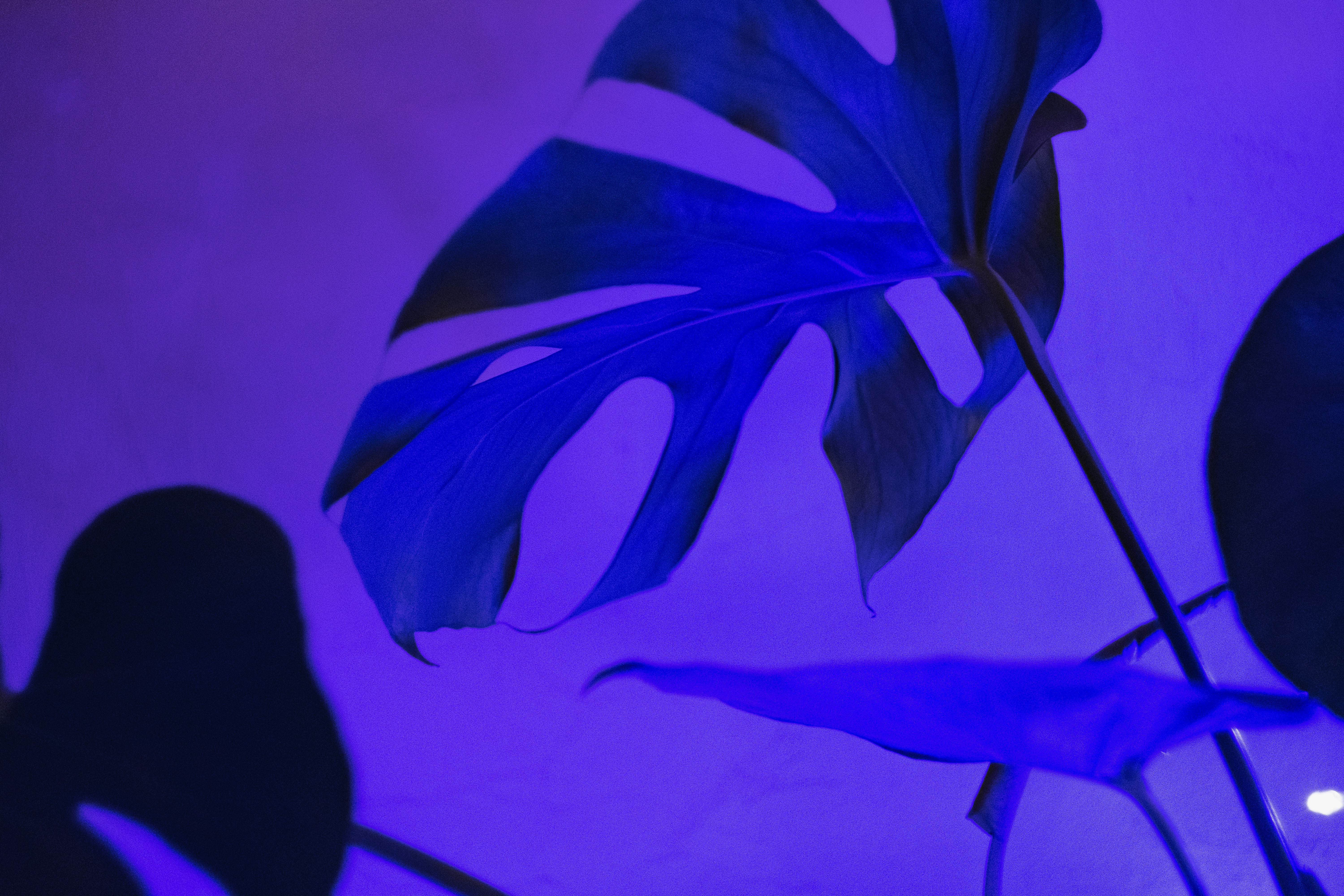 Monstera Leaf Under Purple Lighting