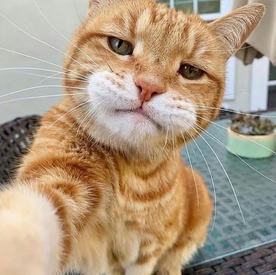 Ginger Cat Taking Selfie