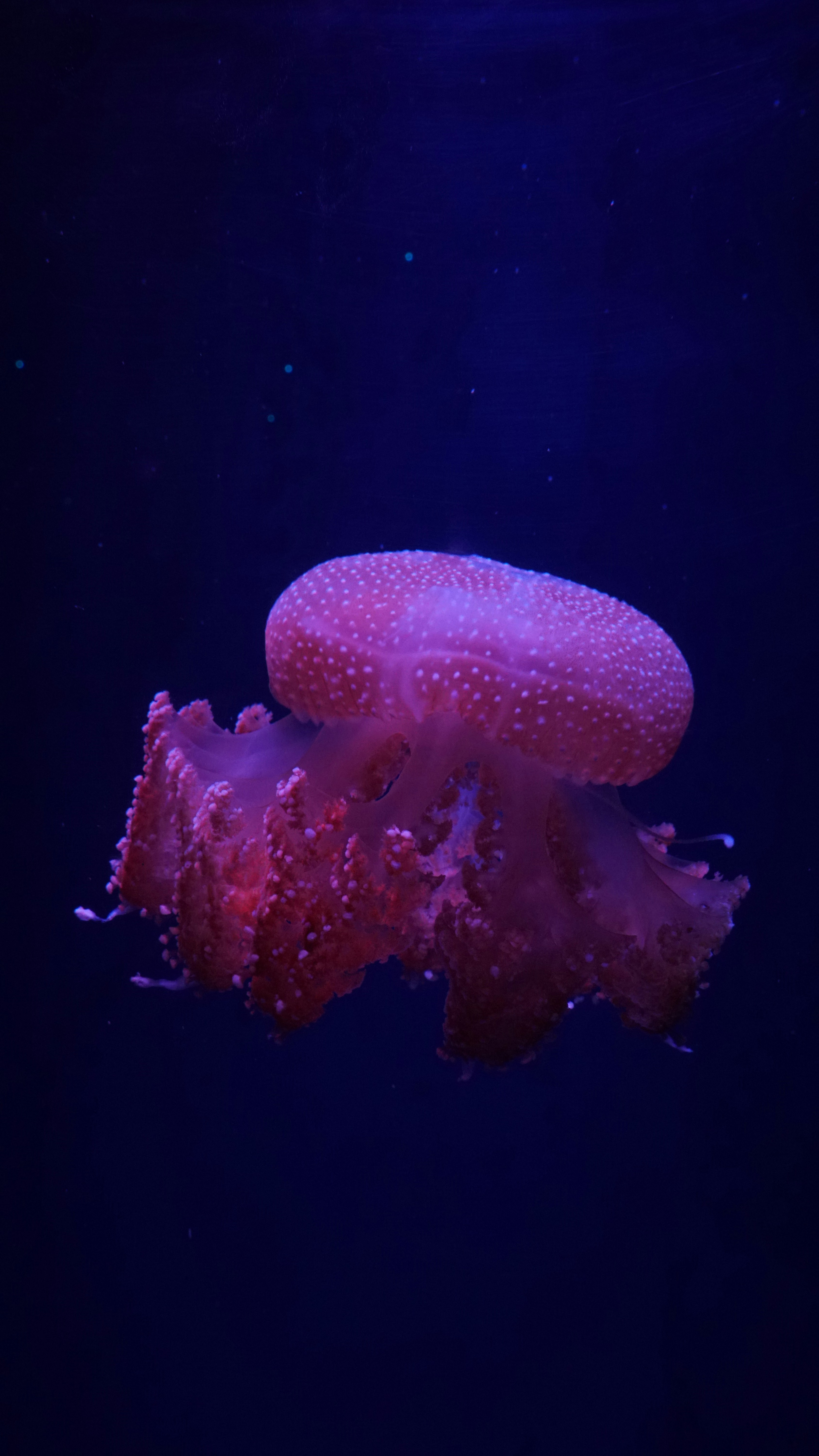 Pink Spotted Jellyfish Underwater