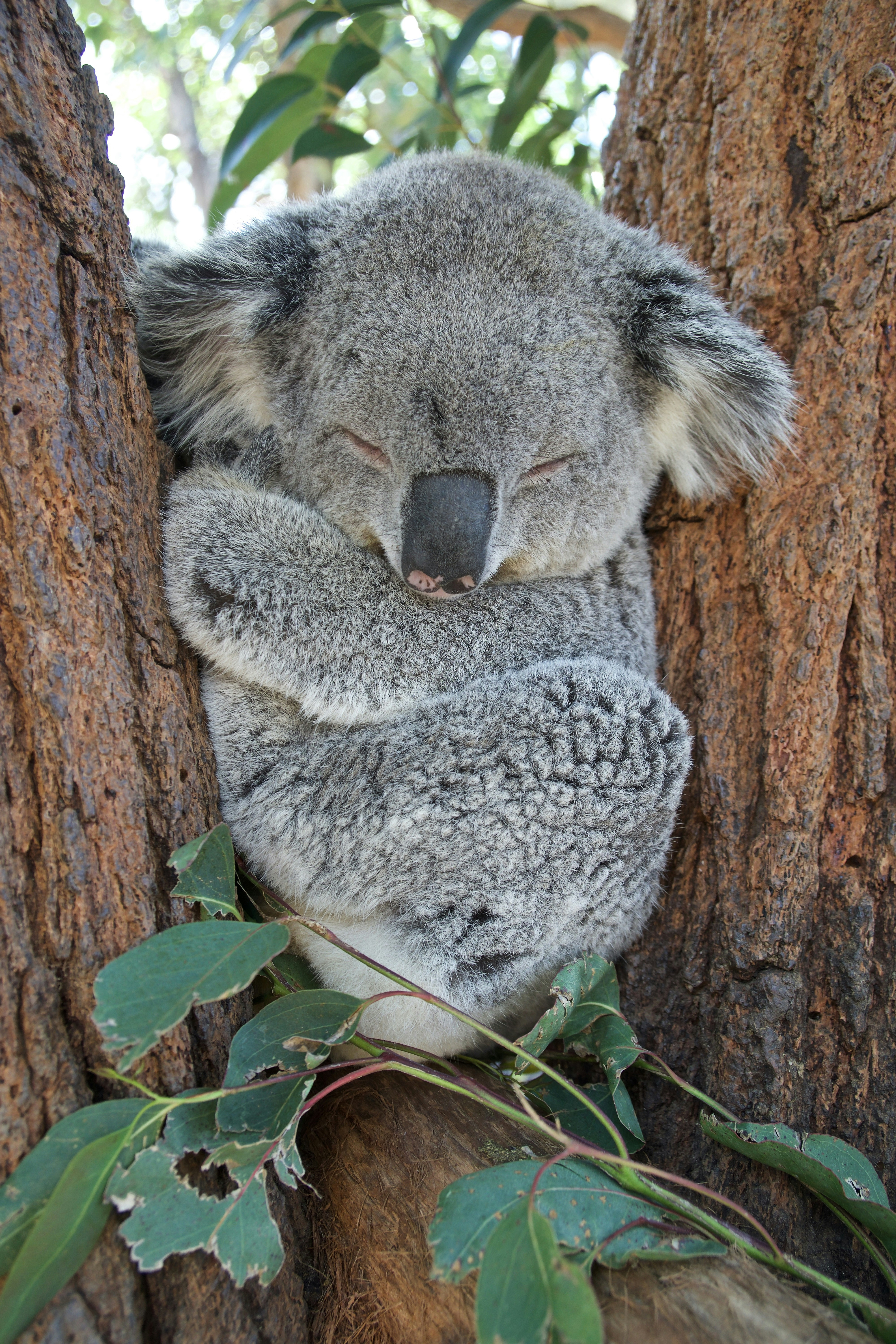Sleeping Koala Between Tree Trunks