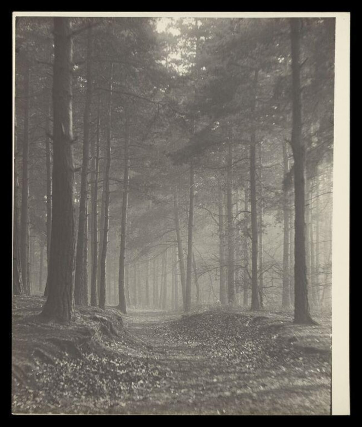 Monochrome Misty Forest Path