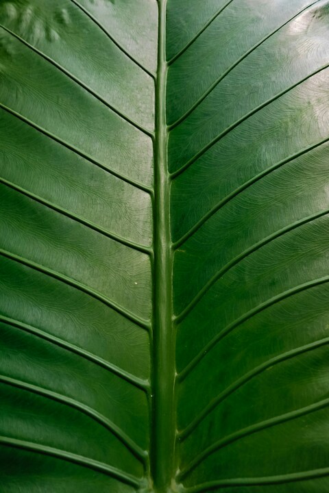 Close-up of Green Leaf Veins