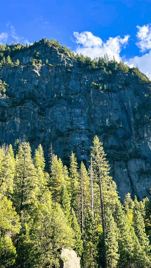 Rocky Mountain Cliff and Pine Forest