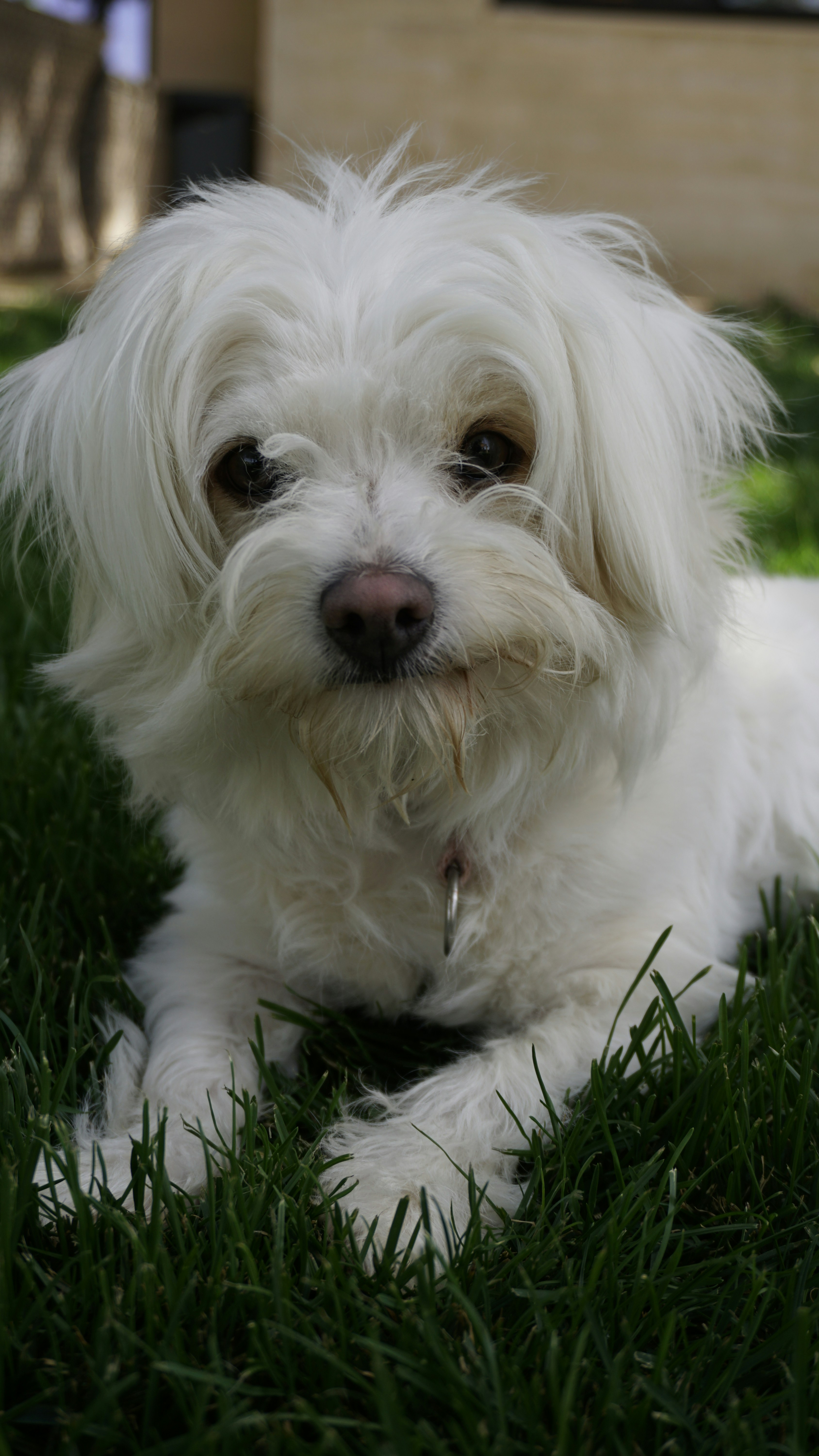 Image 1569207 — Pets