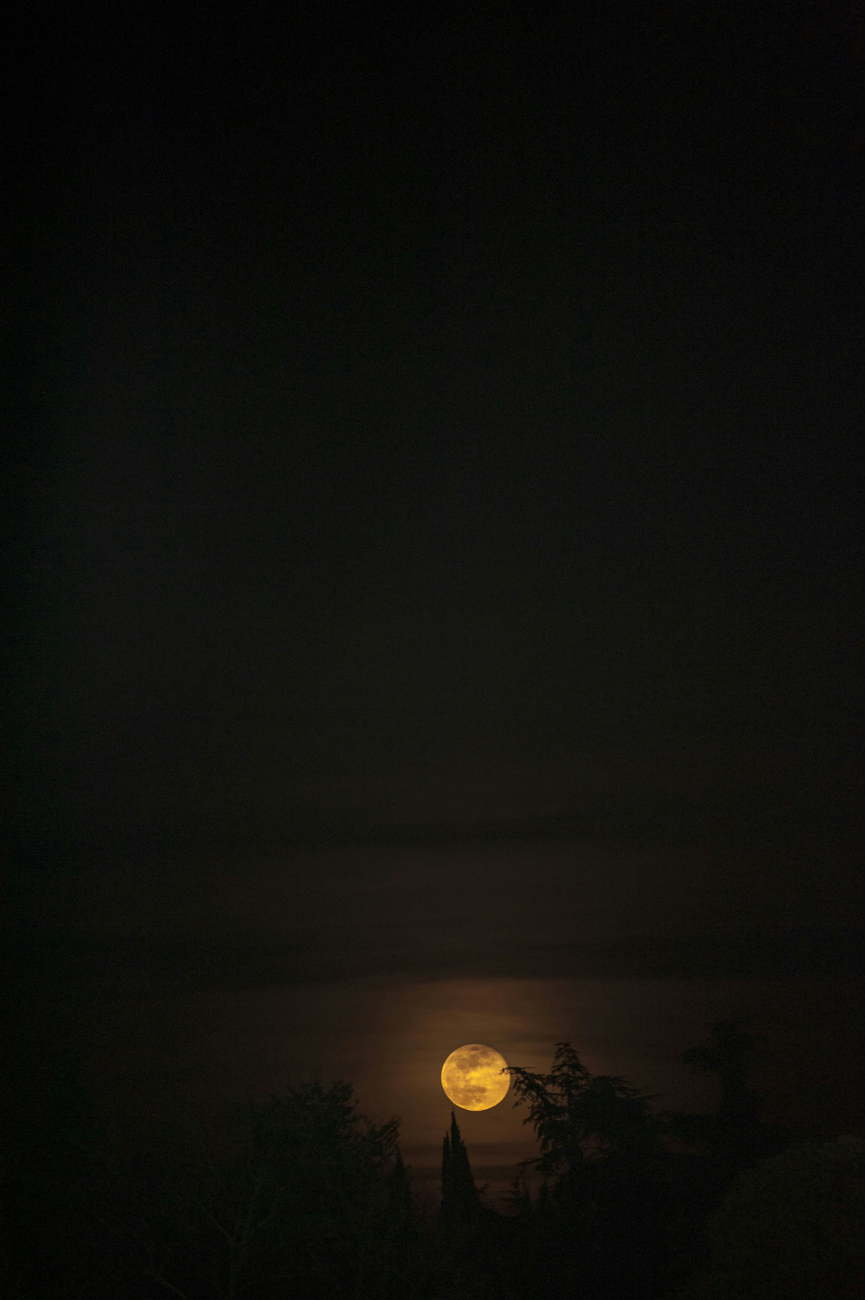 Full Moon Rising Over Trees