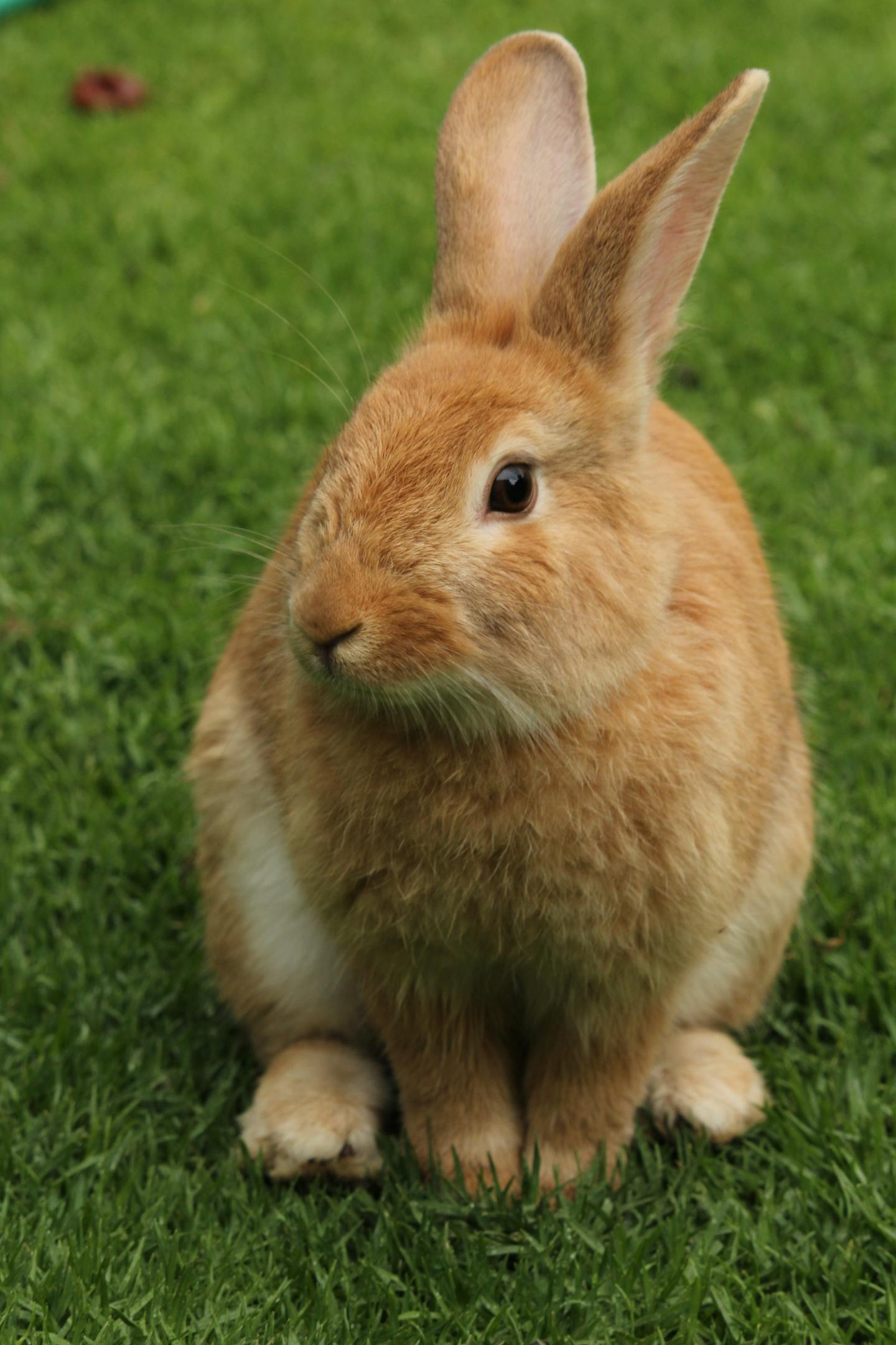 Ginger Rabbit Sitting on Green Grass