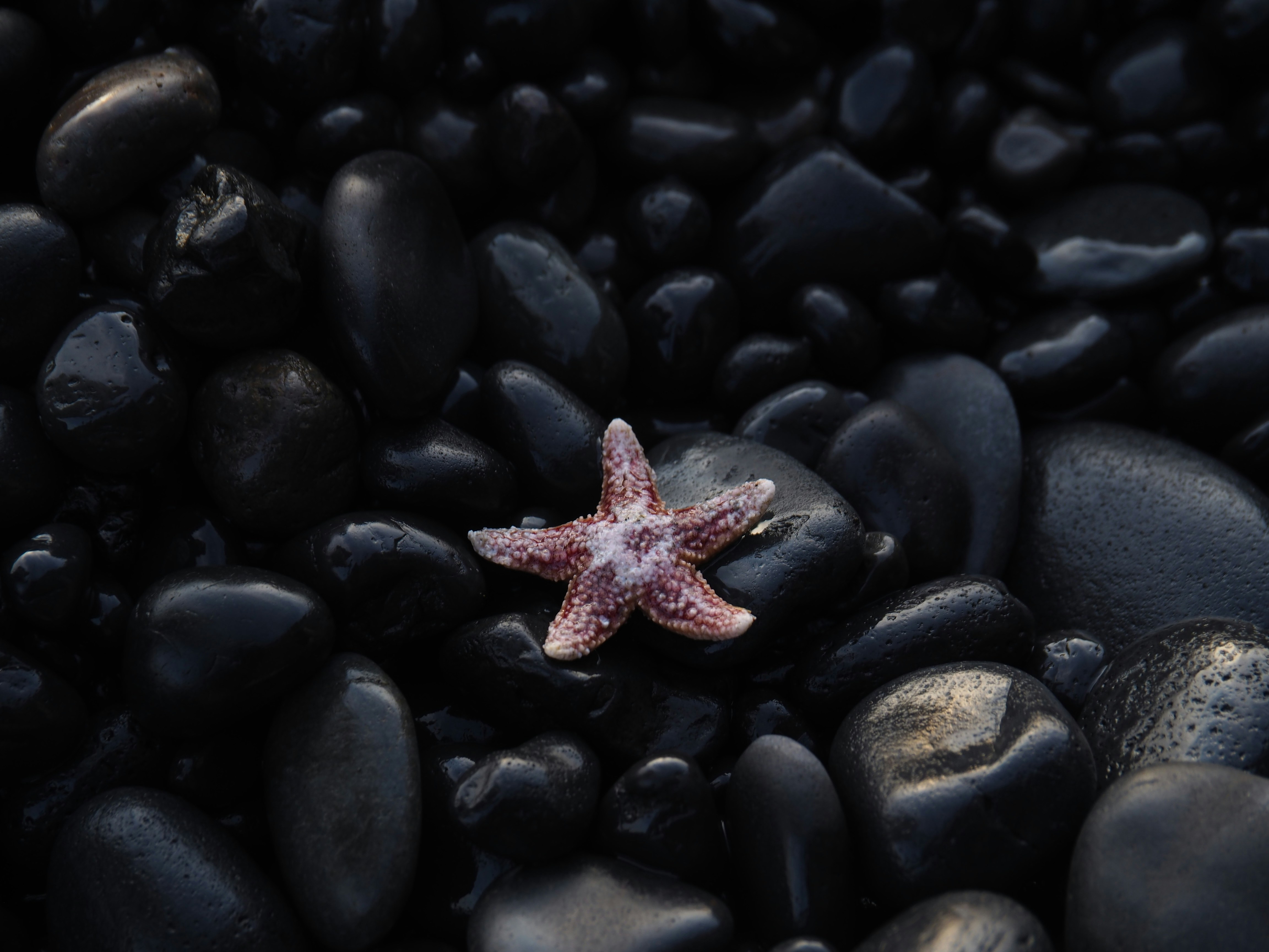 Starfish on Wet Black Pebbles