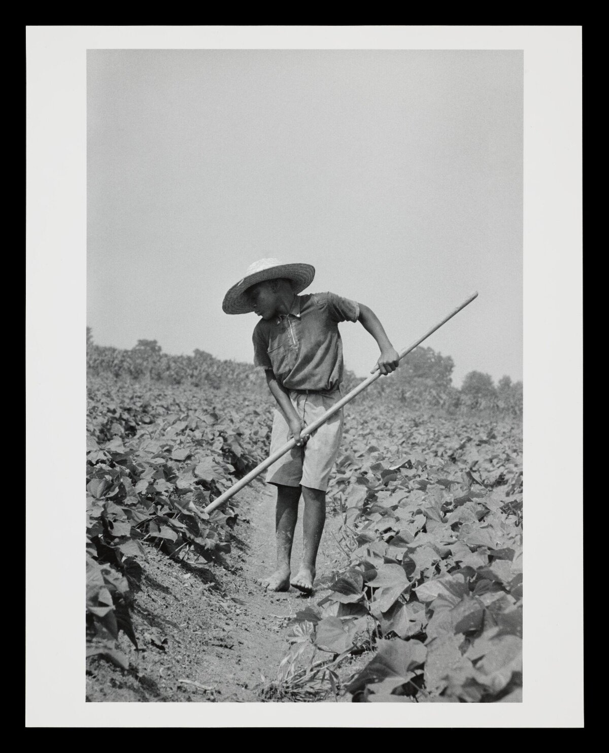 Barefoot Boy Hoeing In Farm Field