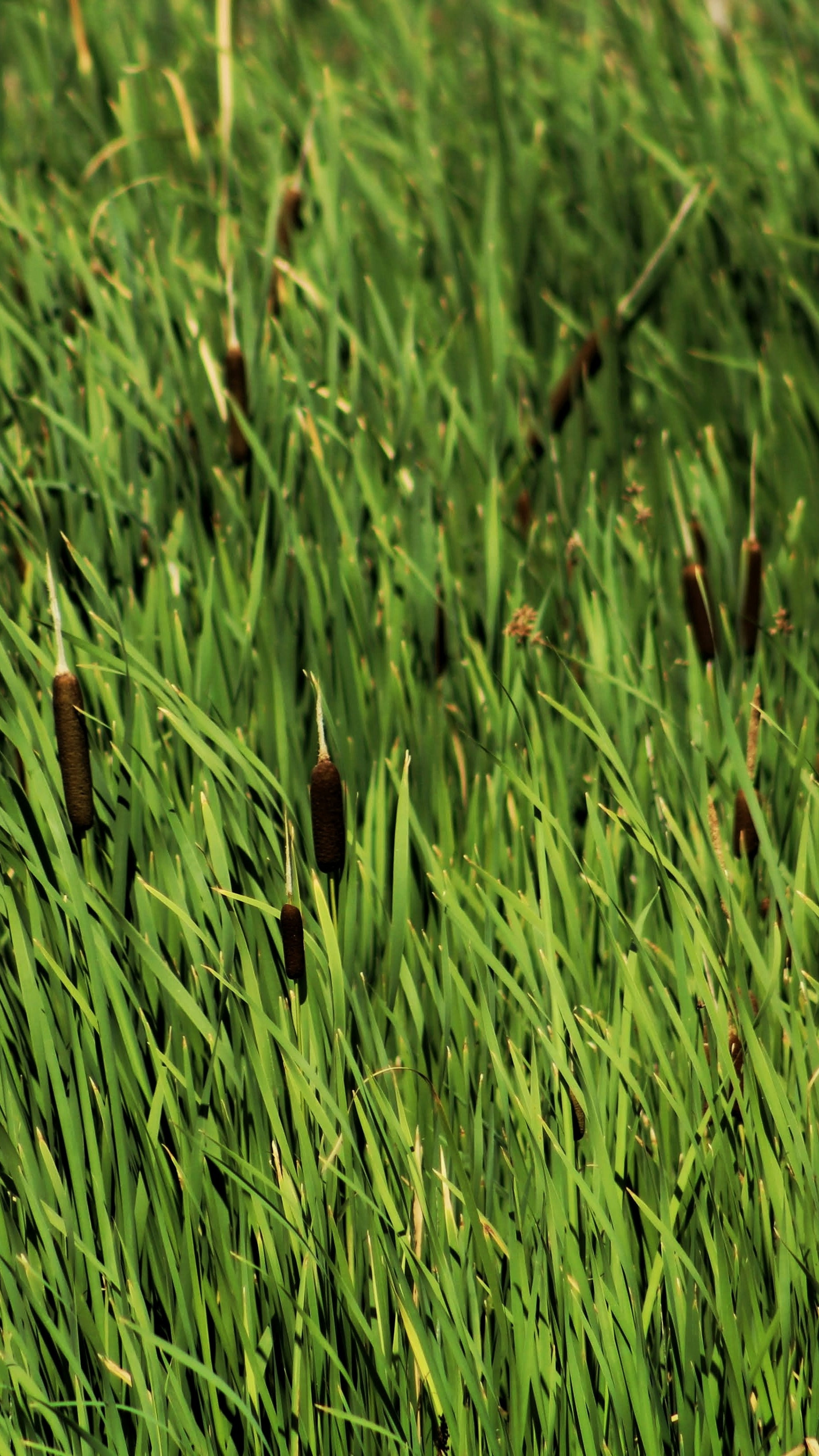 Lush Cattails in Green Grass